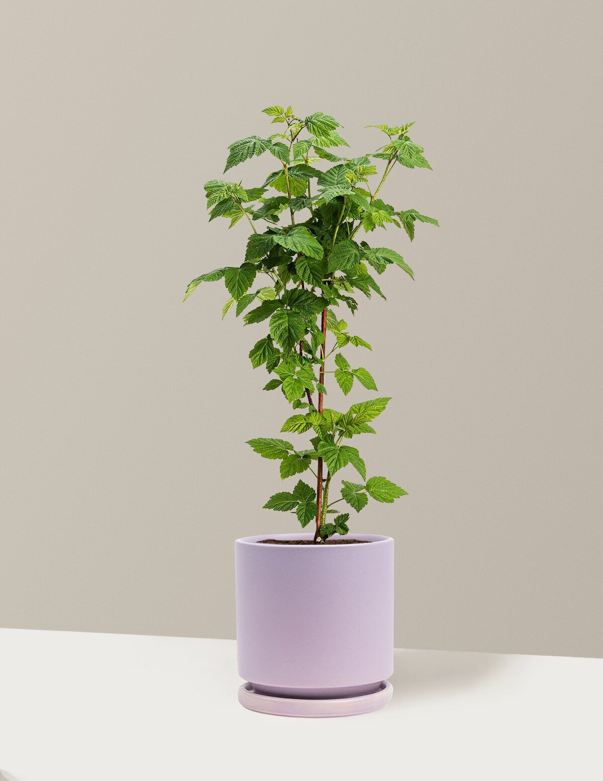 Nova Red Raspberry Plant
