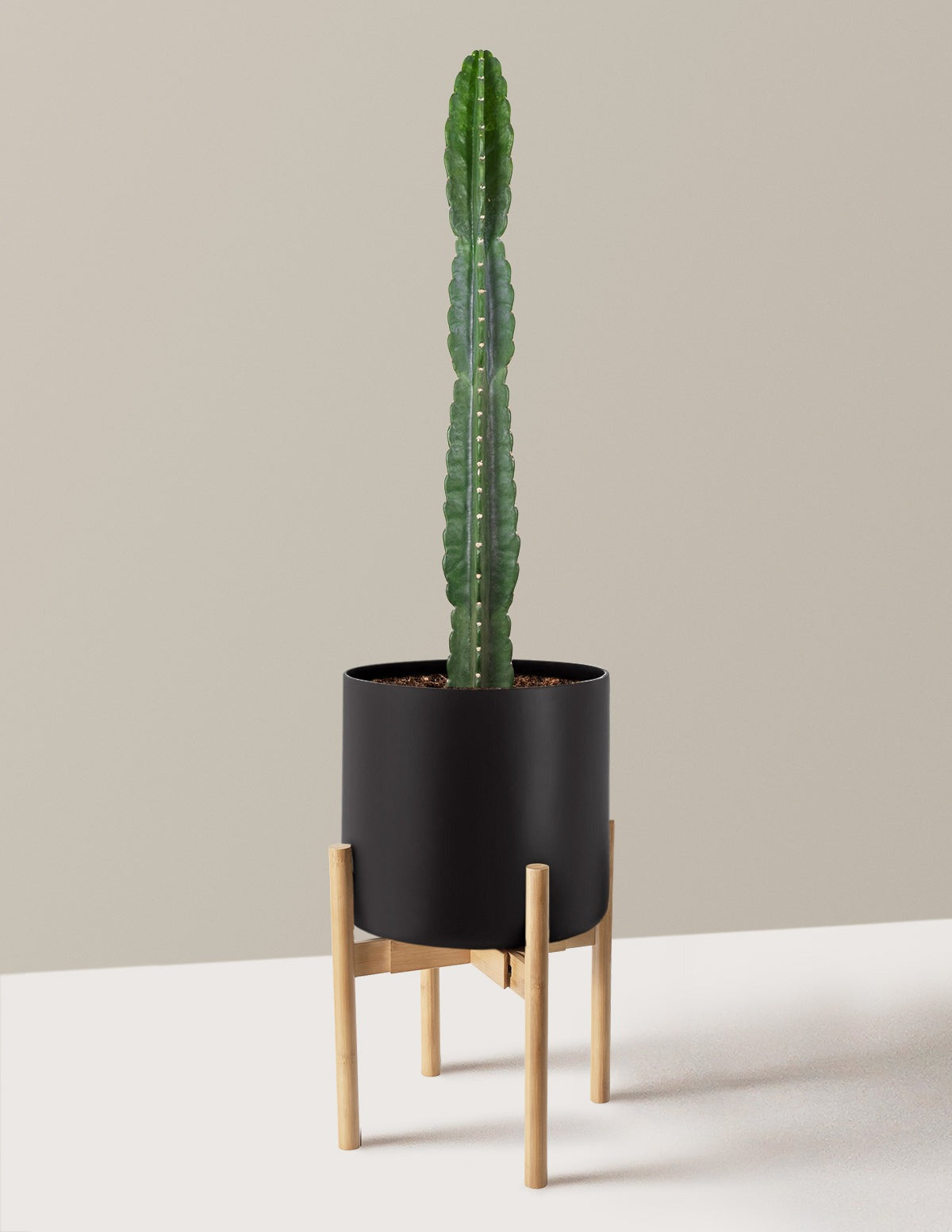 Cuddly Cactus