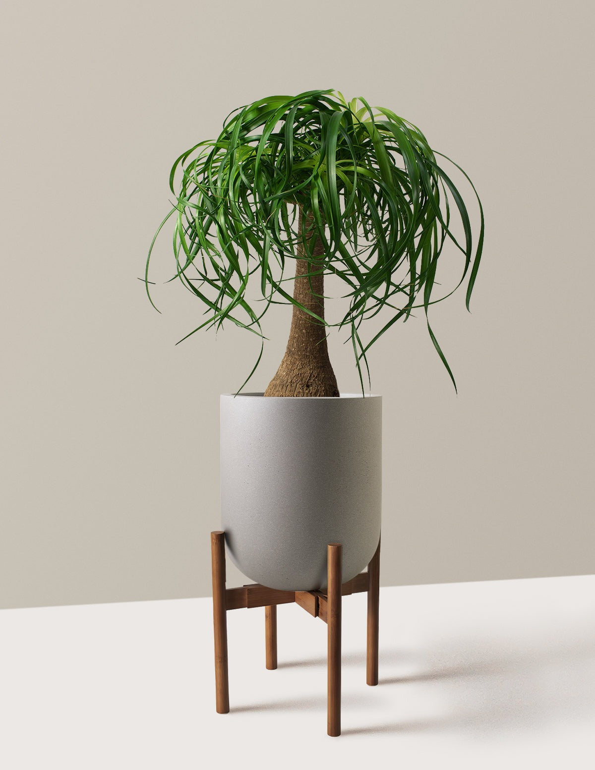Ponytail Palm
