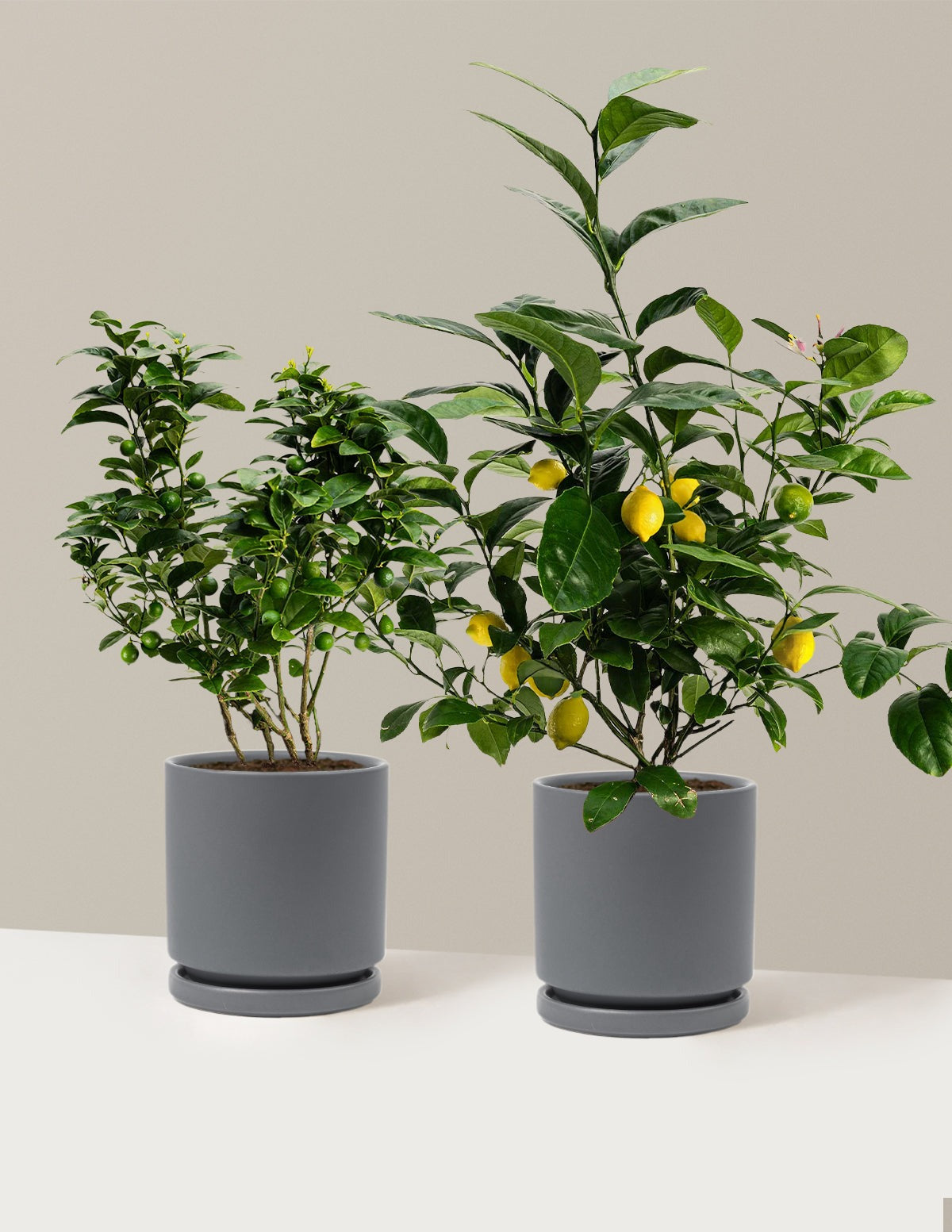 Citrus Lovers Bundle
