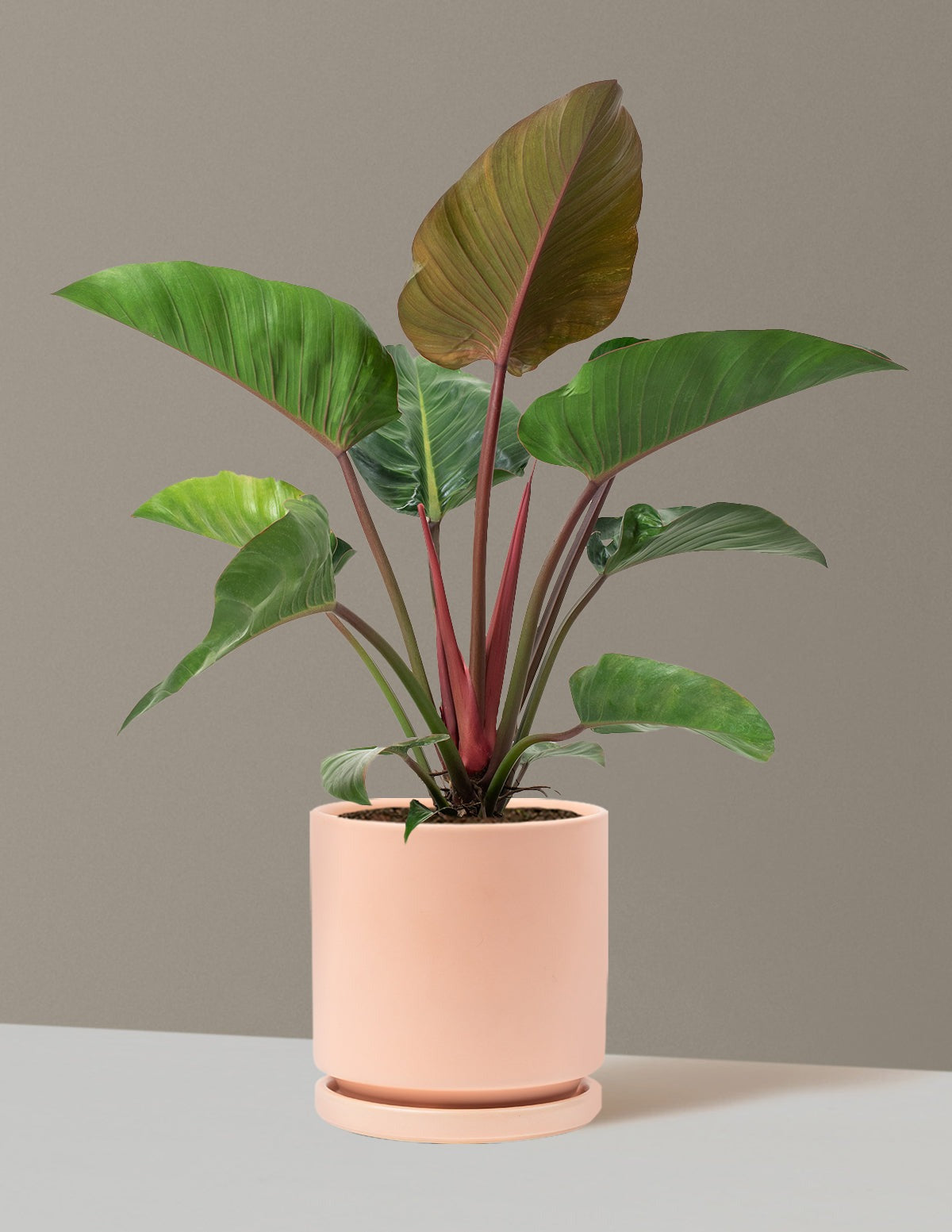 Large Philodendron Rojo Congo