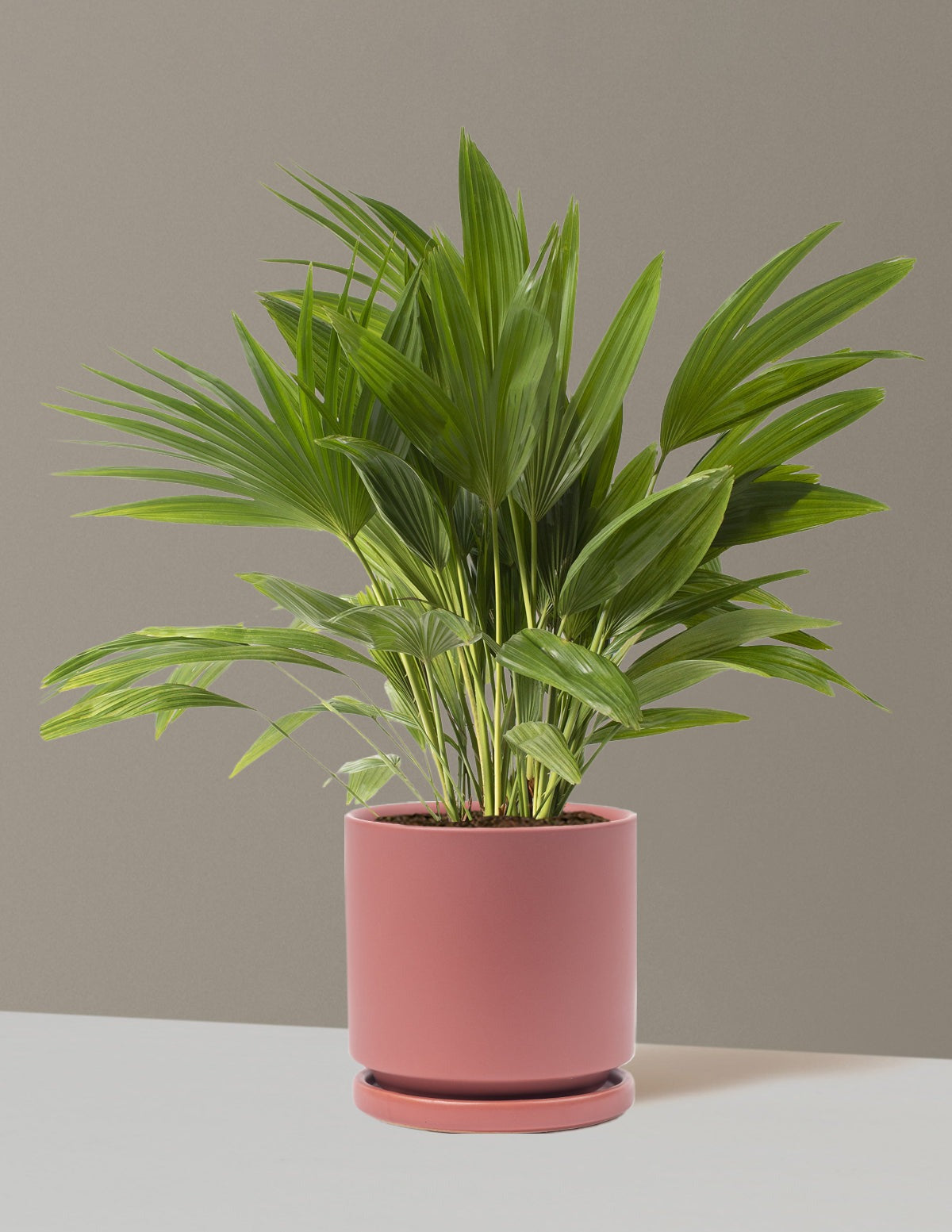 Fan Palm
