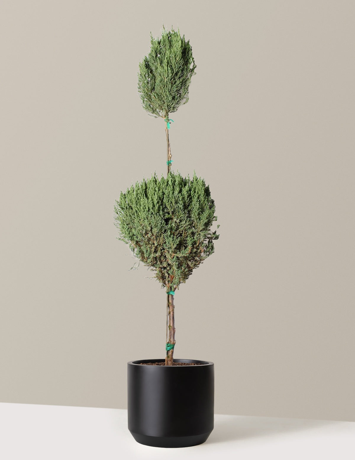 Blue Point Juniper Topiary Tree