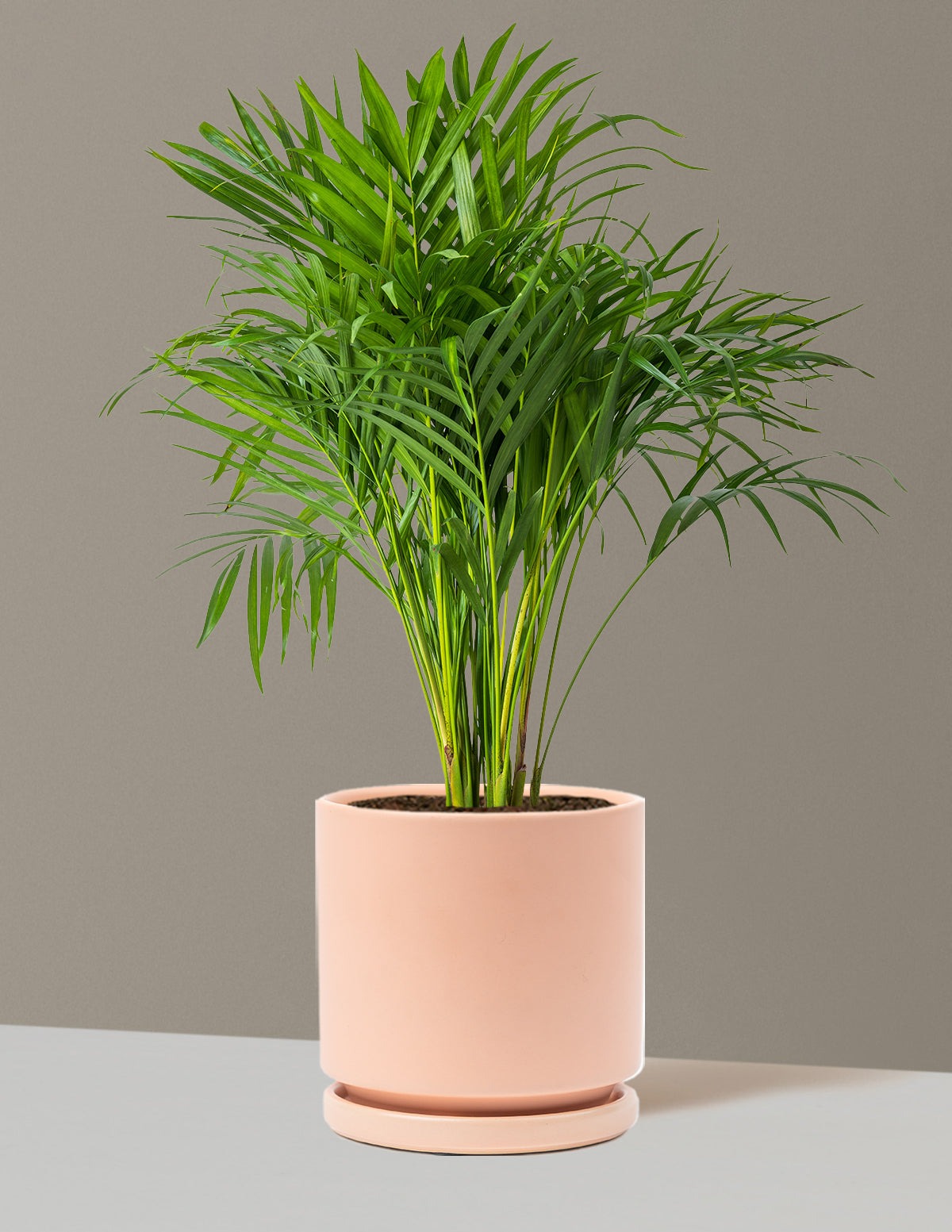 Areca Purifying Palm