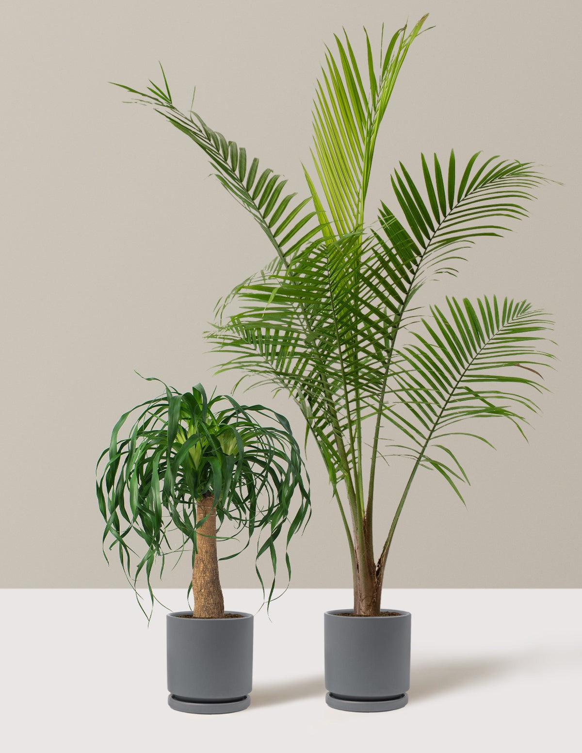 The Palm Bundle