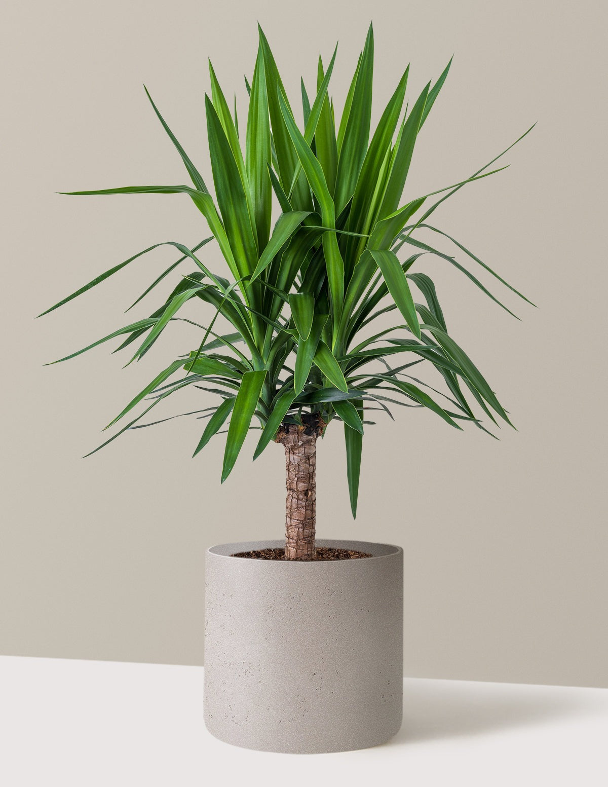 Yucca Plant Single Stem