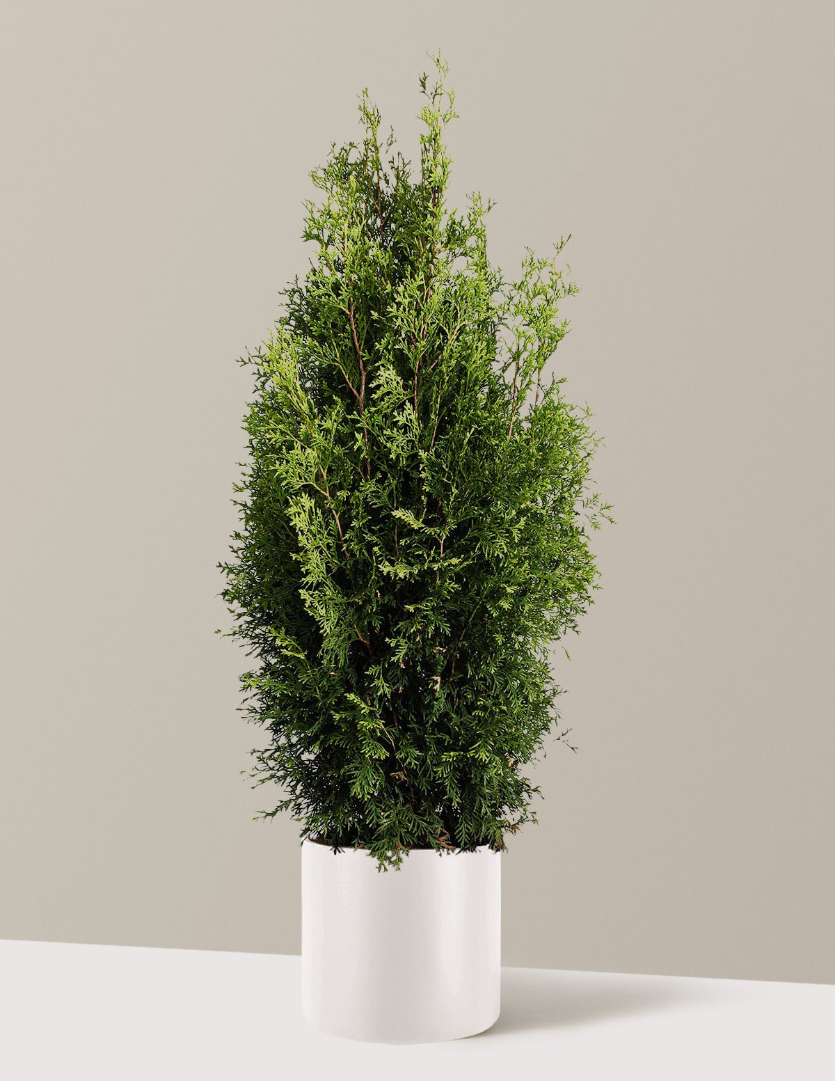 Private JetTM Arborvitae