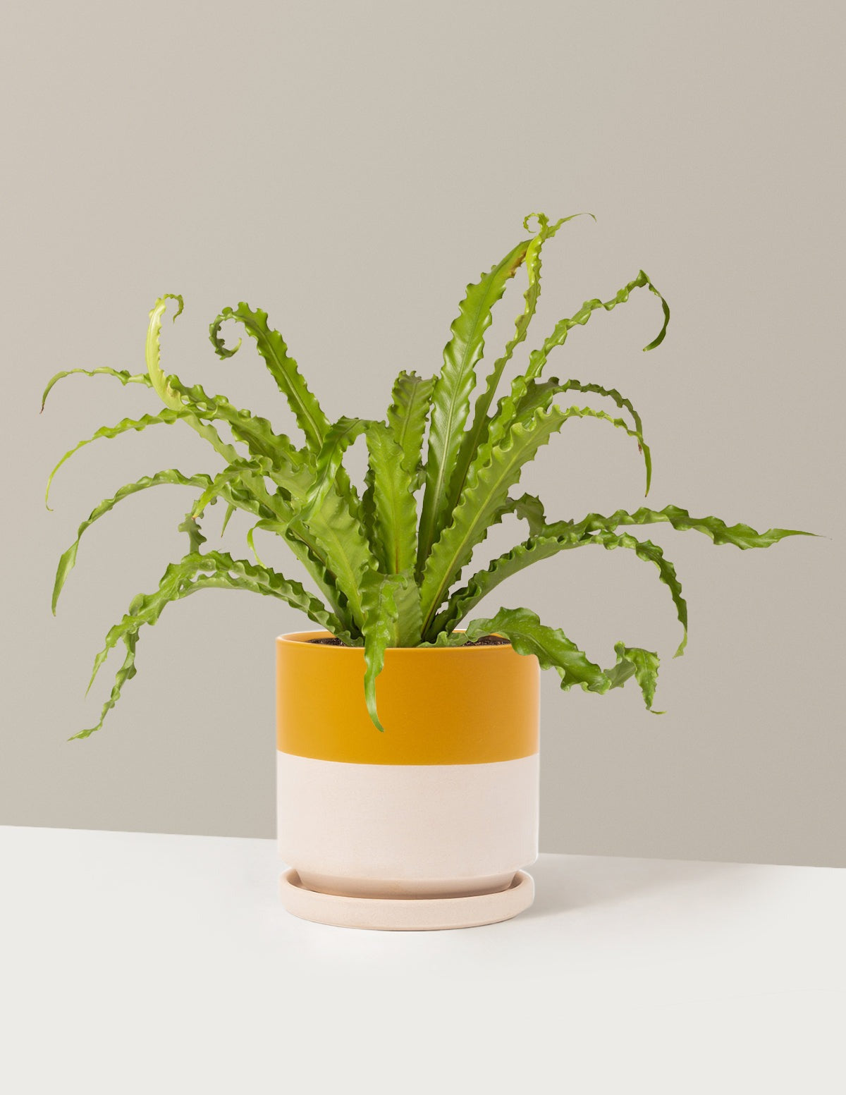 Bird's Nest Fern
