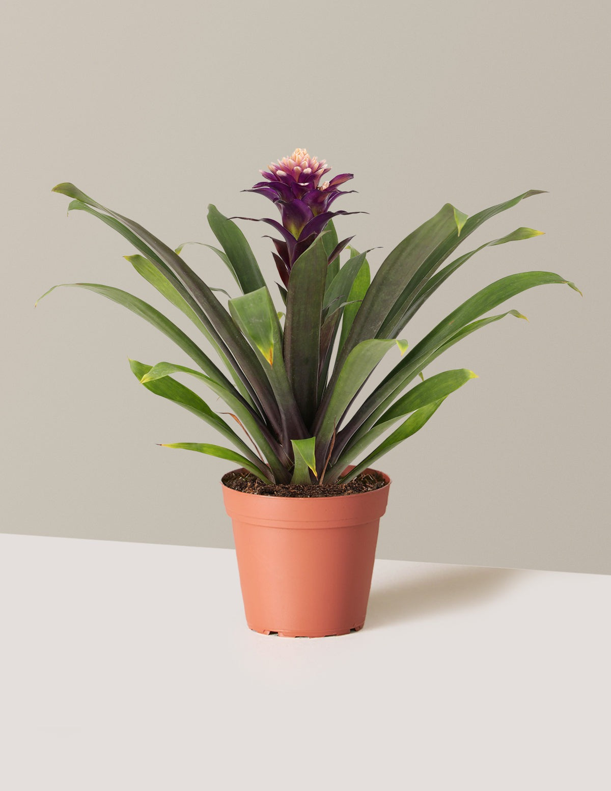 Bromeliad Guzmania Francesca