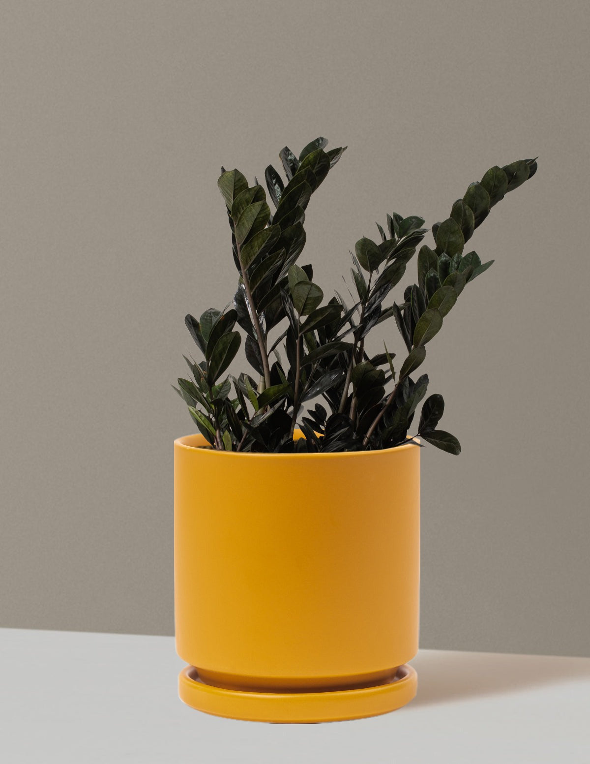 Black ZZ Plant