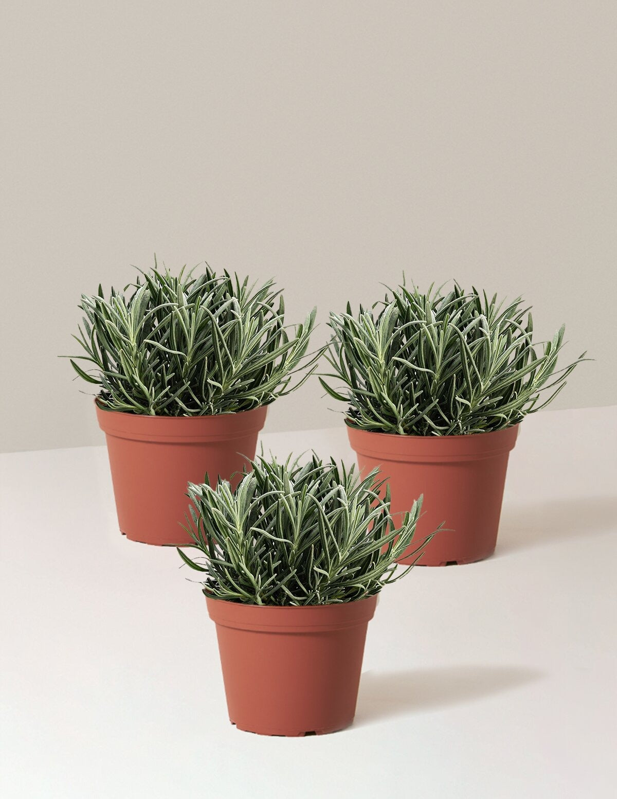 PhenomenalTM Lavender Plant