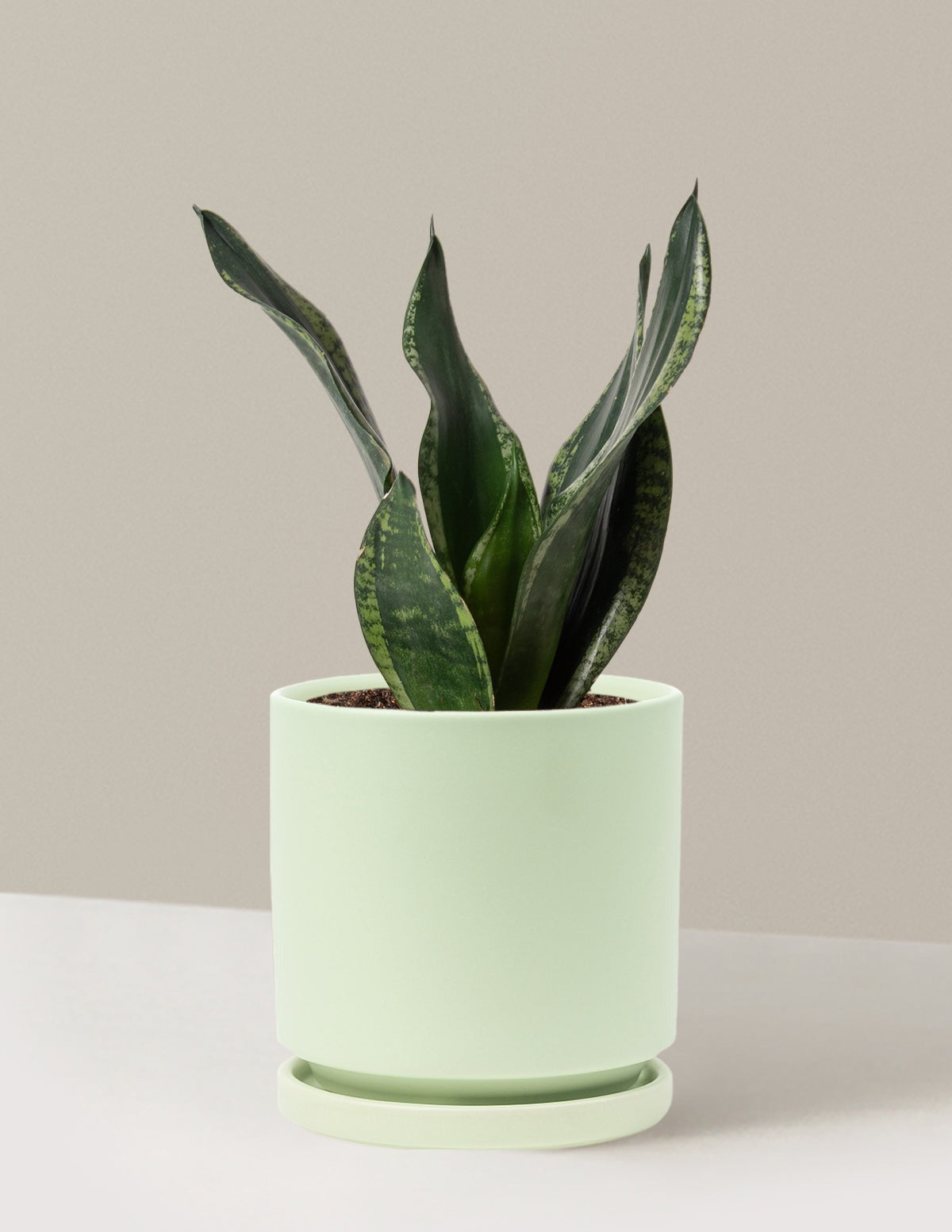 Snake Plant Silver Flame