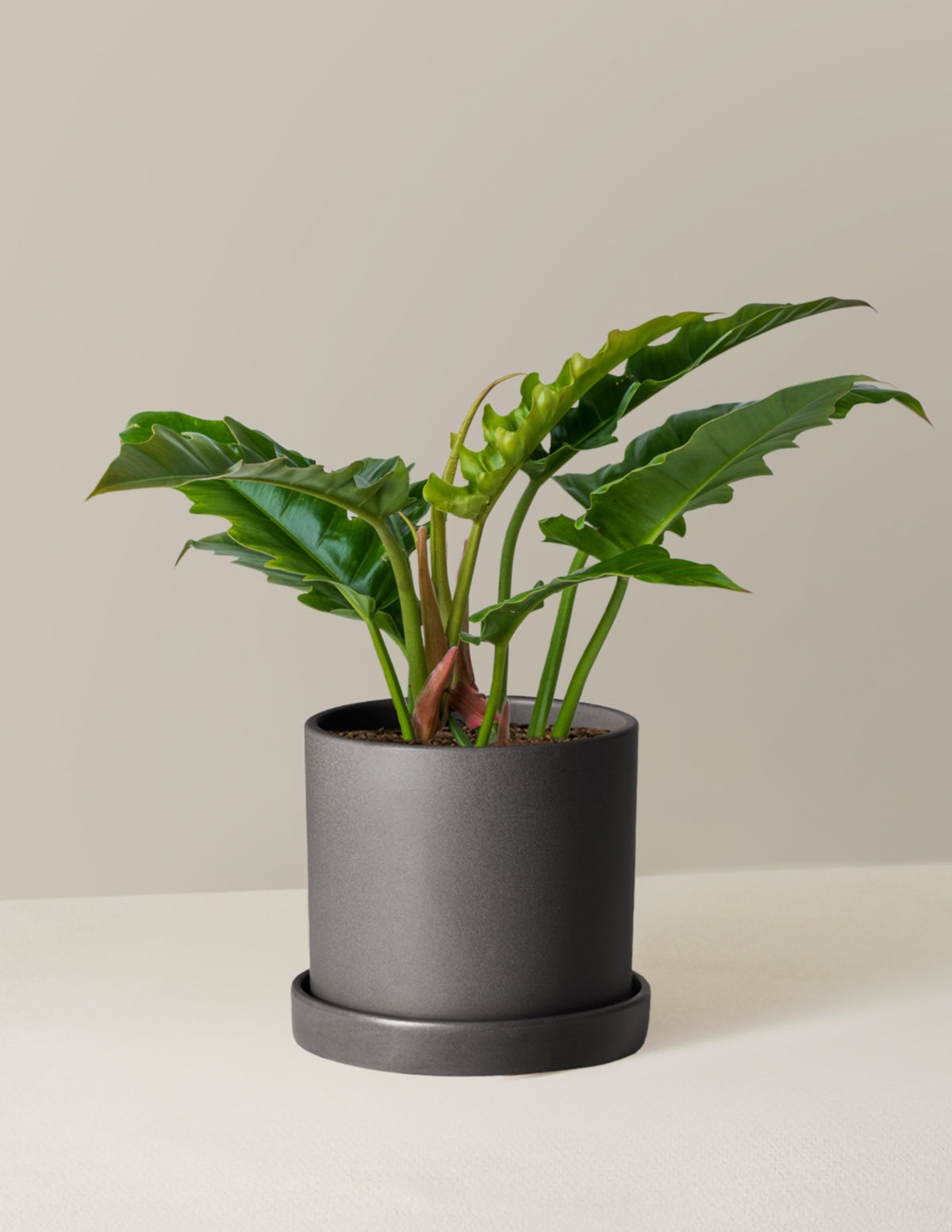 Philodendron Jungle Boogie