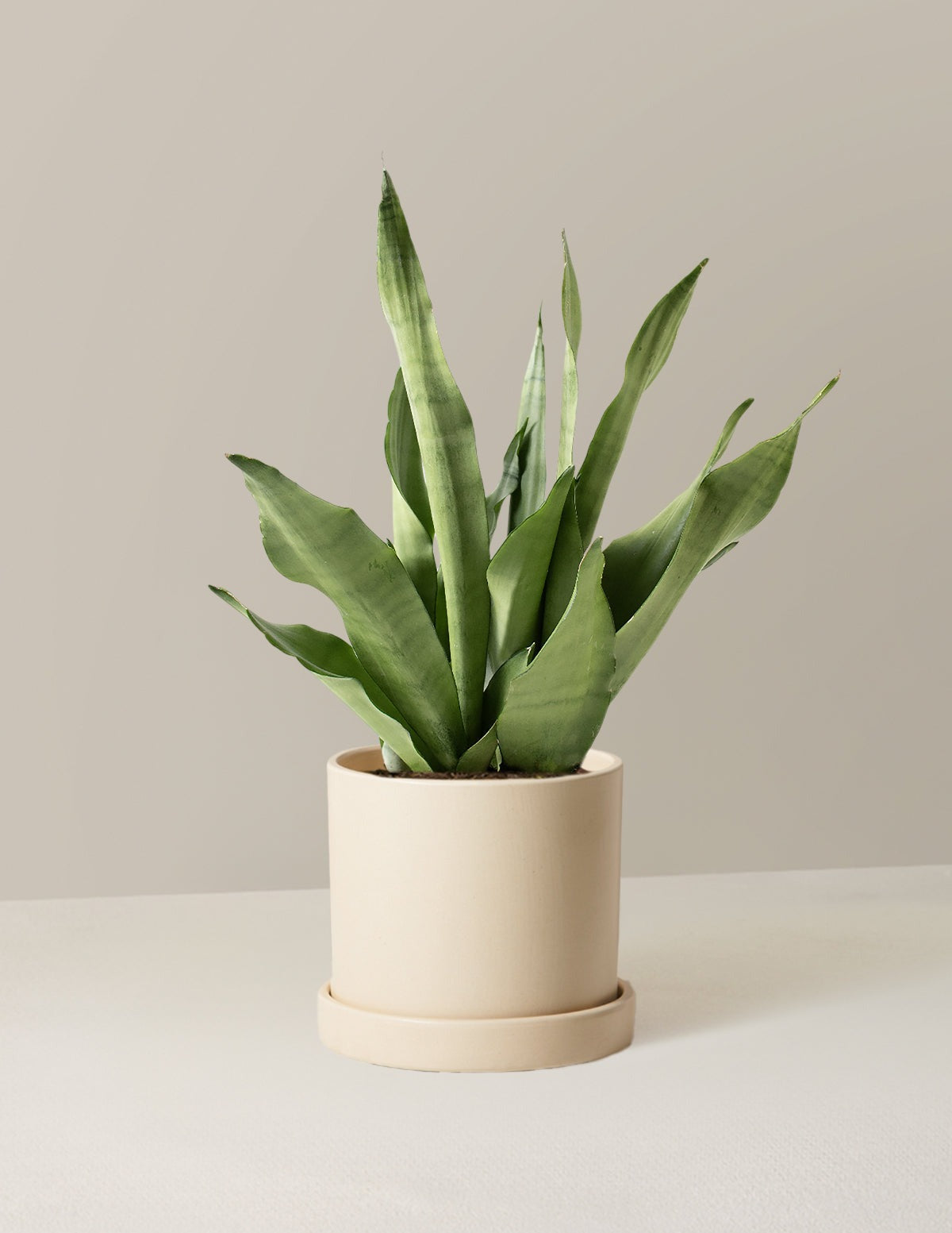Moonshine Snake Plant