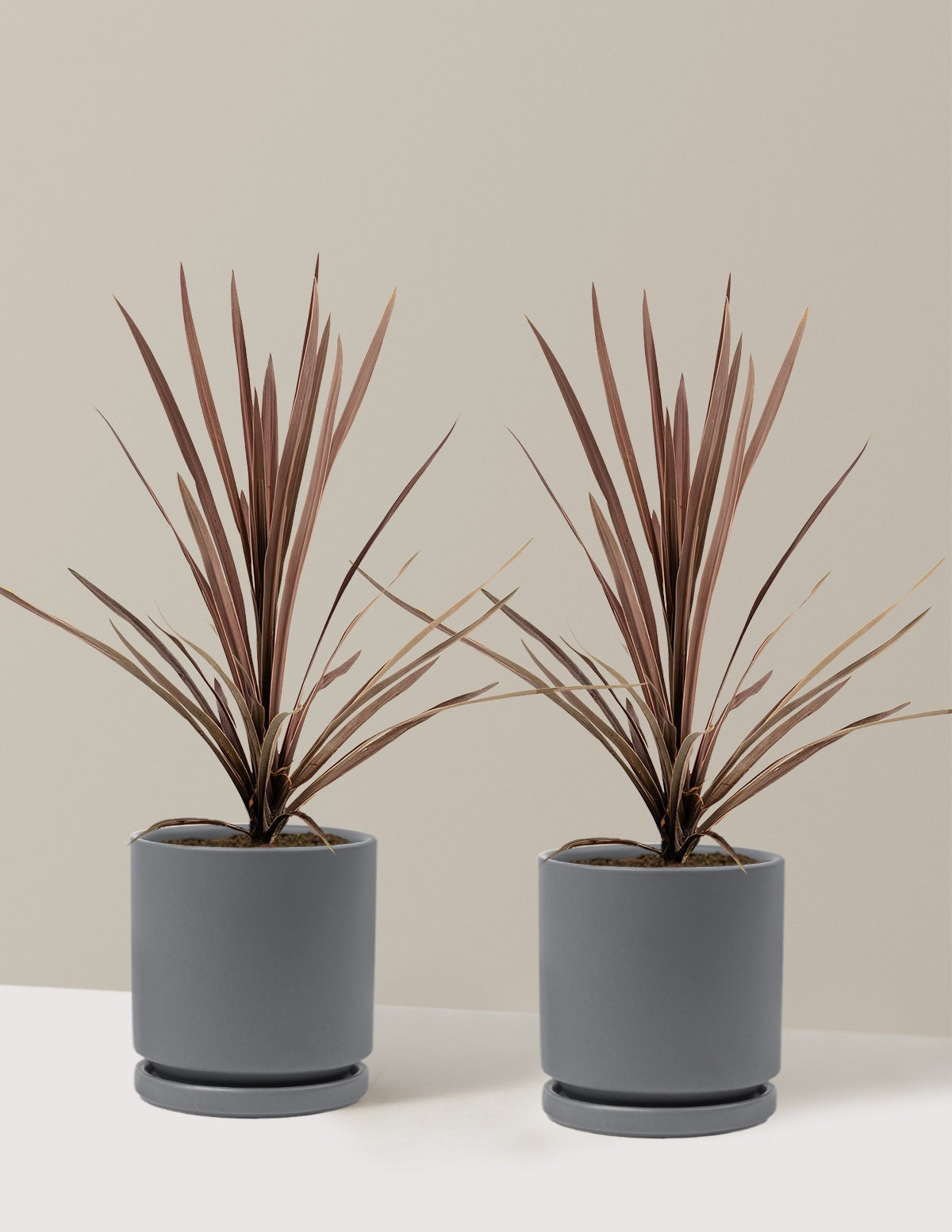 Bauer's Cordyline