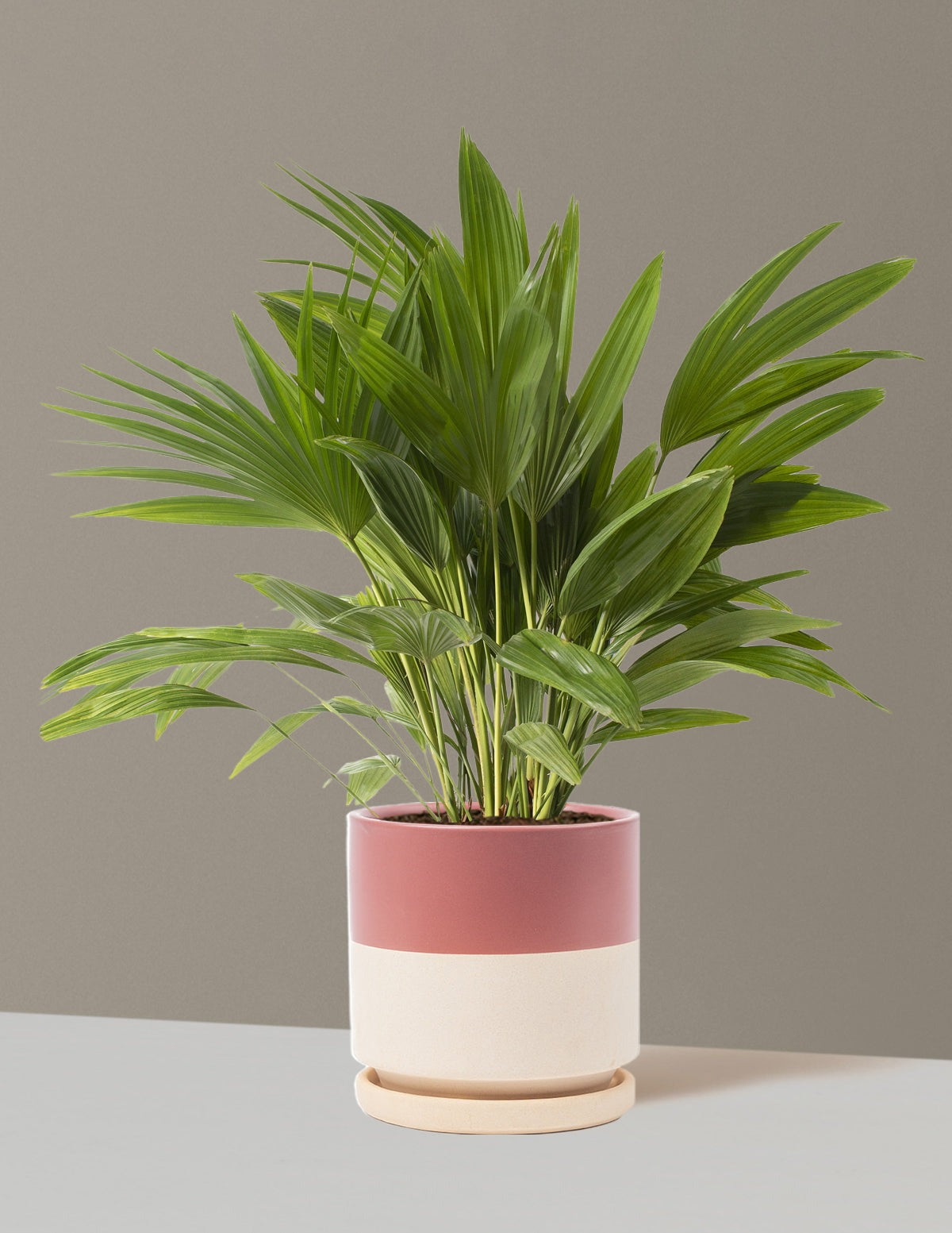 Fan Palm
