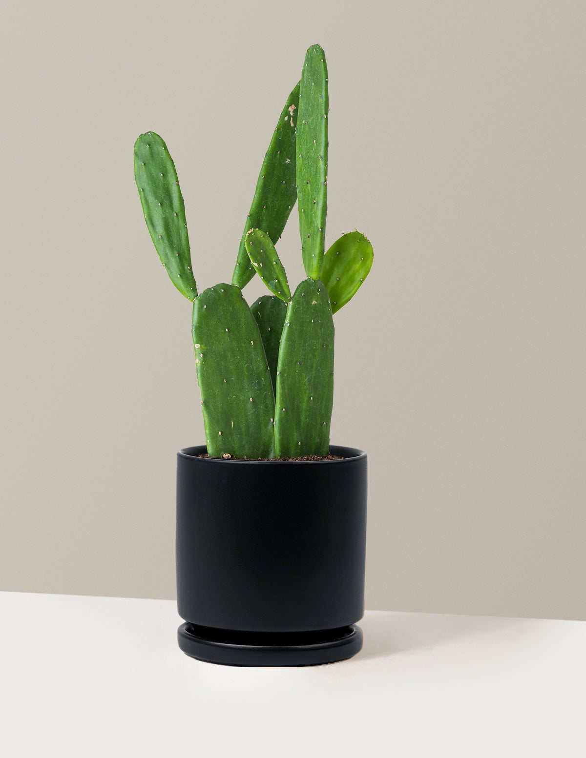 Prickly Pear Cactus