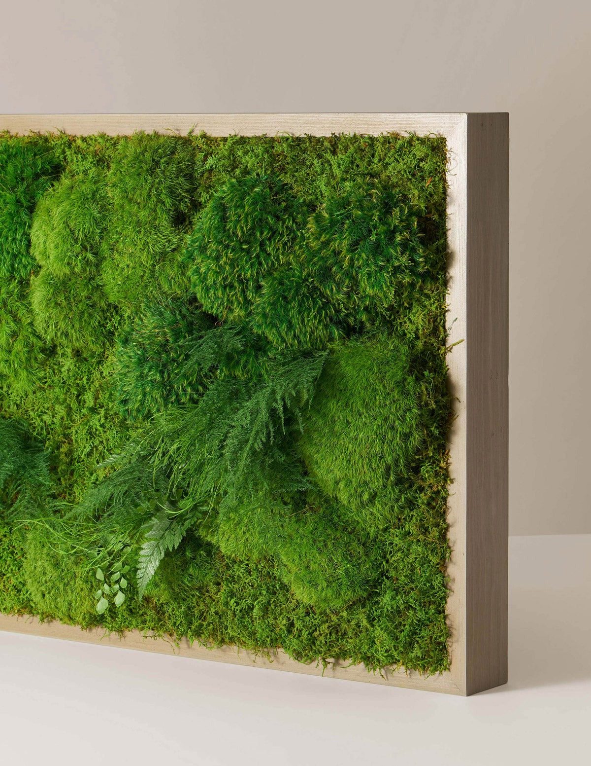 Medium Preserved Living Wall
