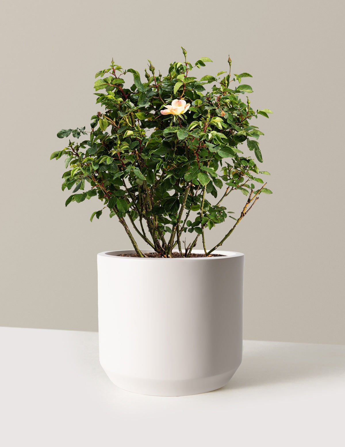 The ChampionTM Sunblush Rose