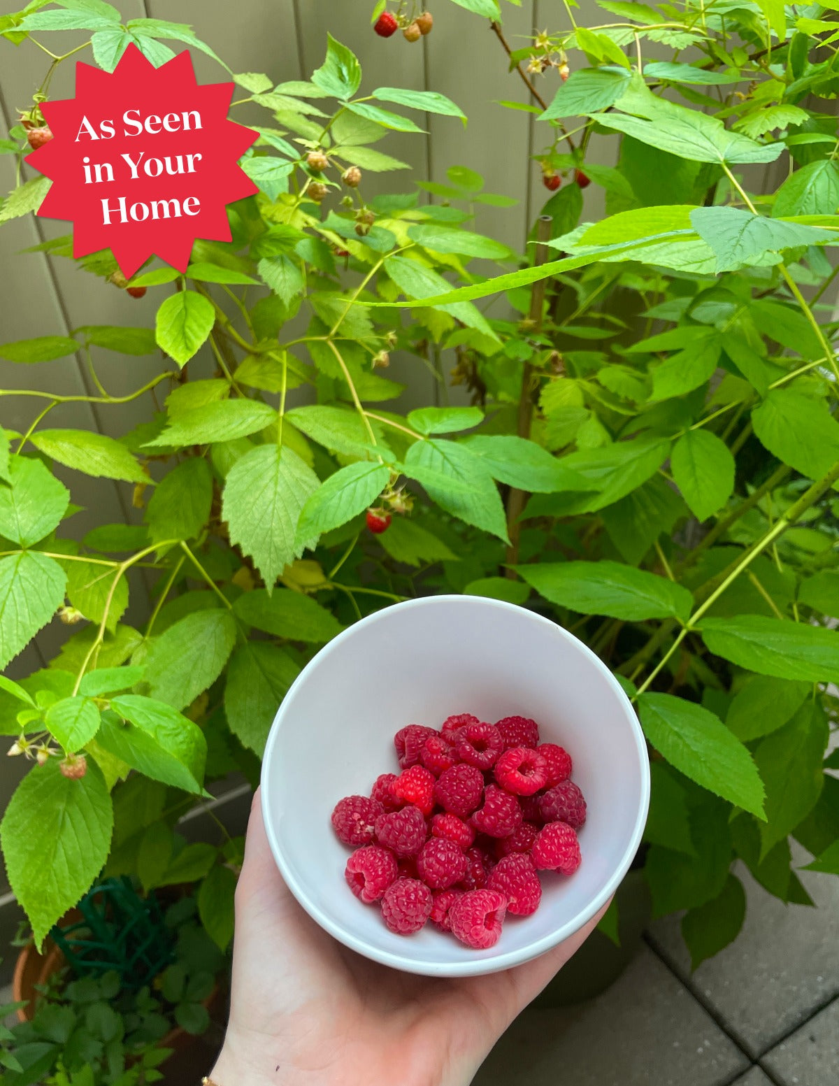 Heritage Raspberry