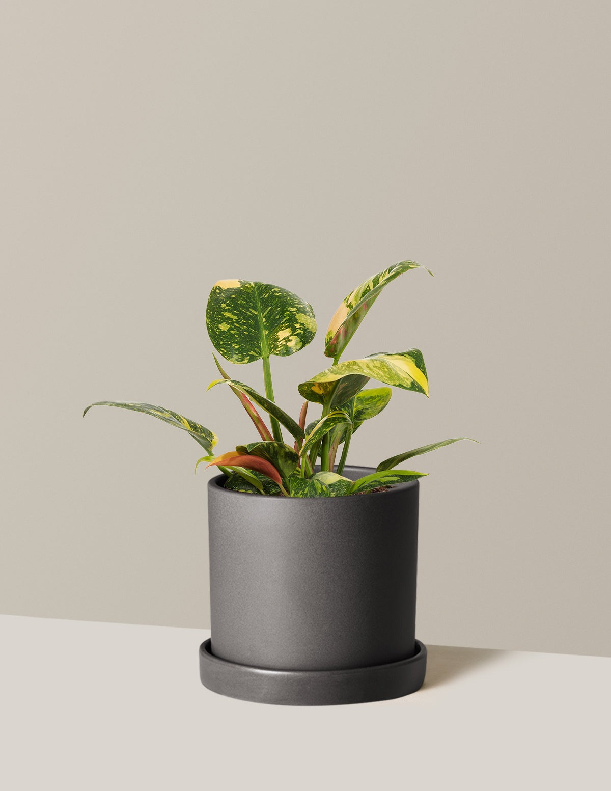 Philodendron Congo Nuclear