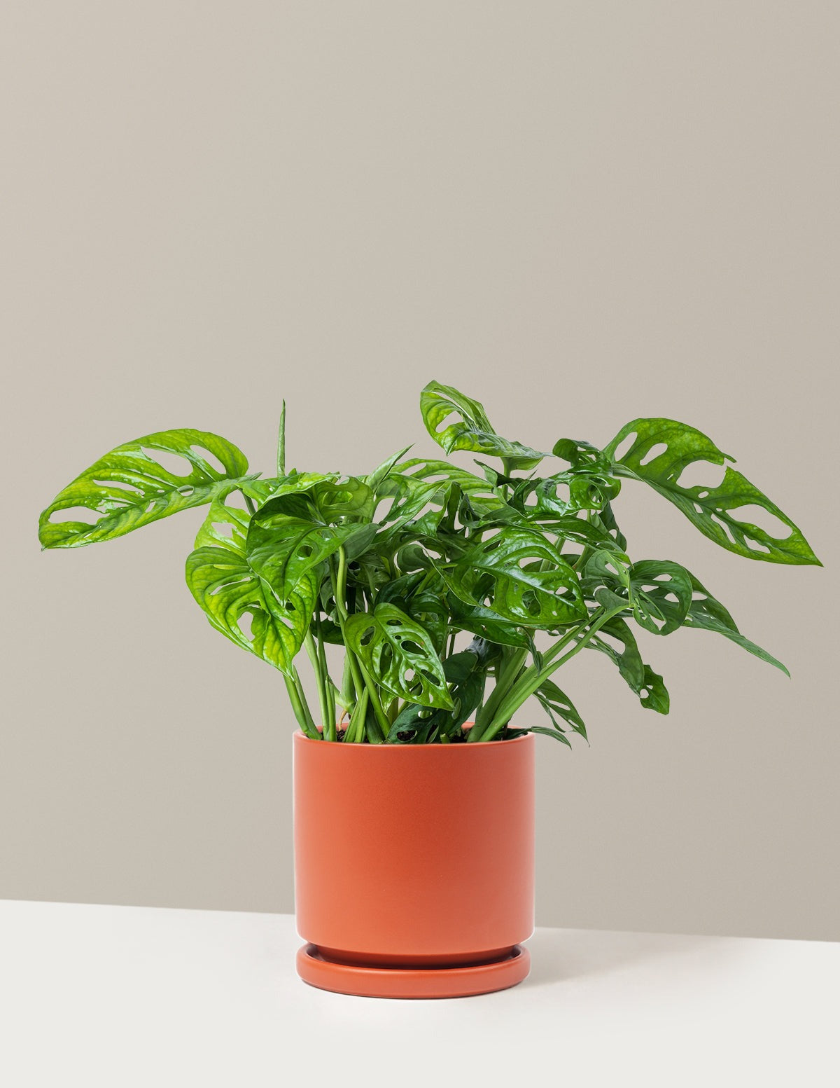 Monstera Adansonii