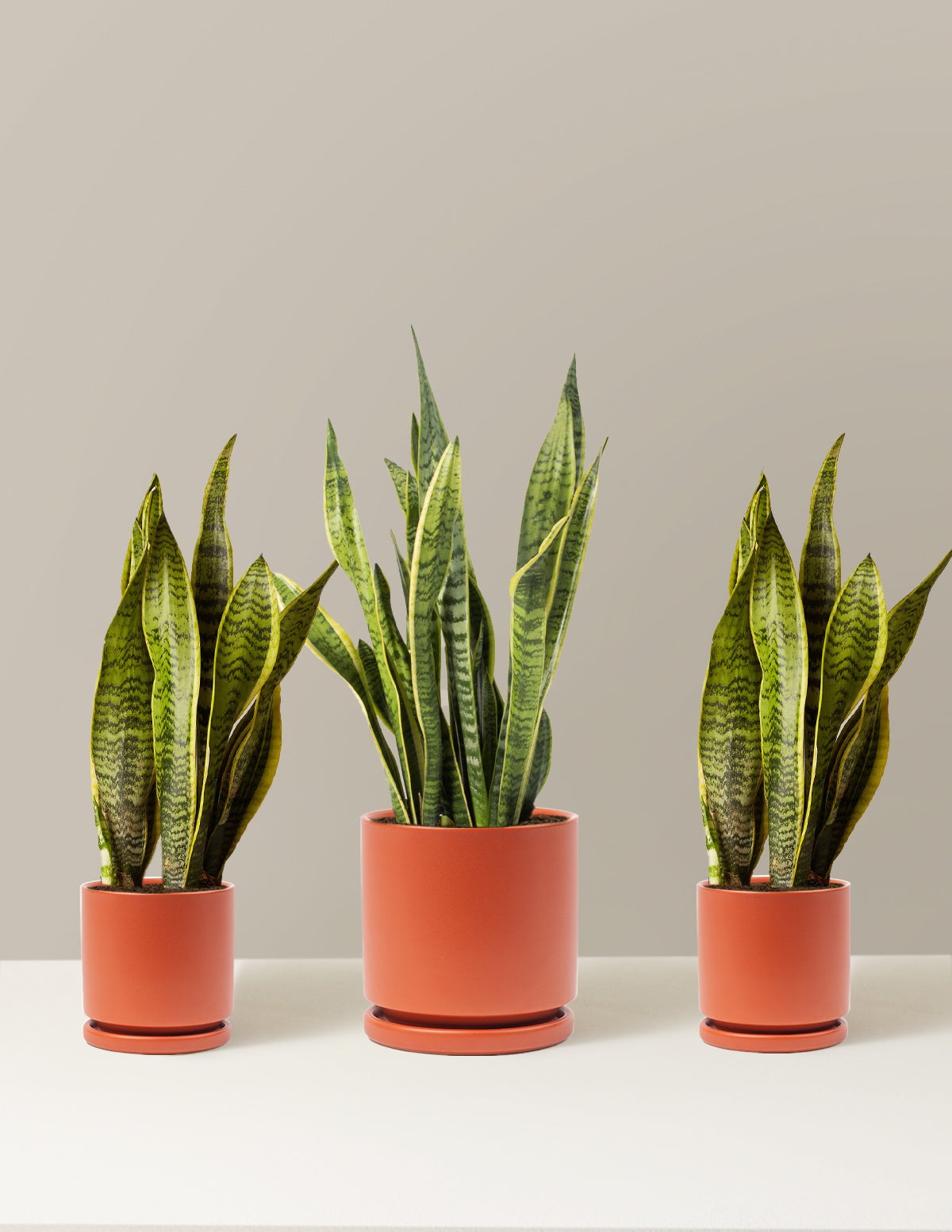 Air Purifying Trio