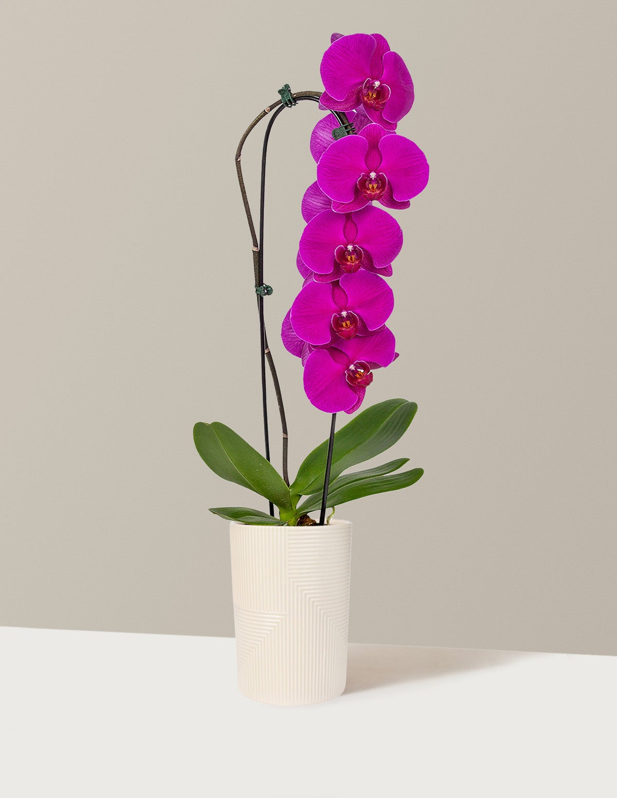Waterfall Orchid