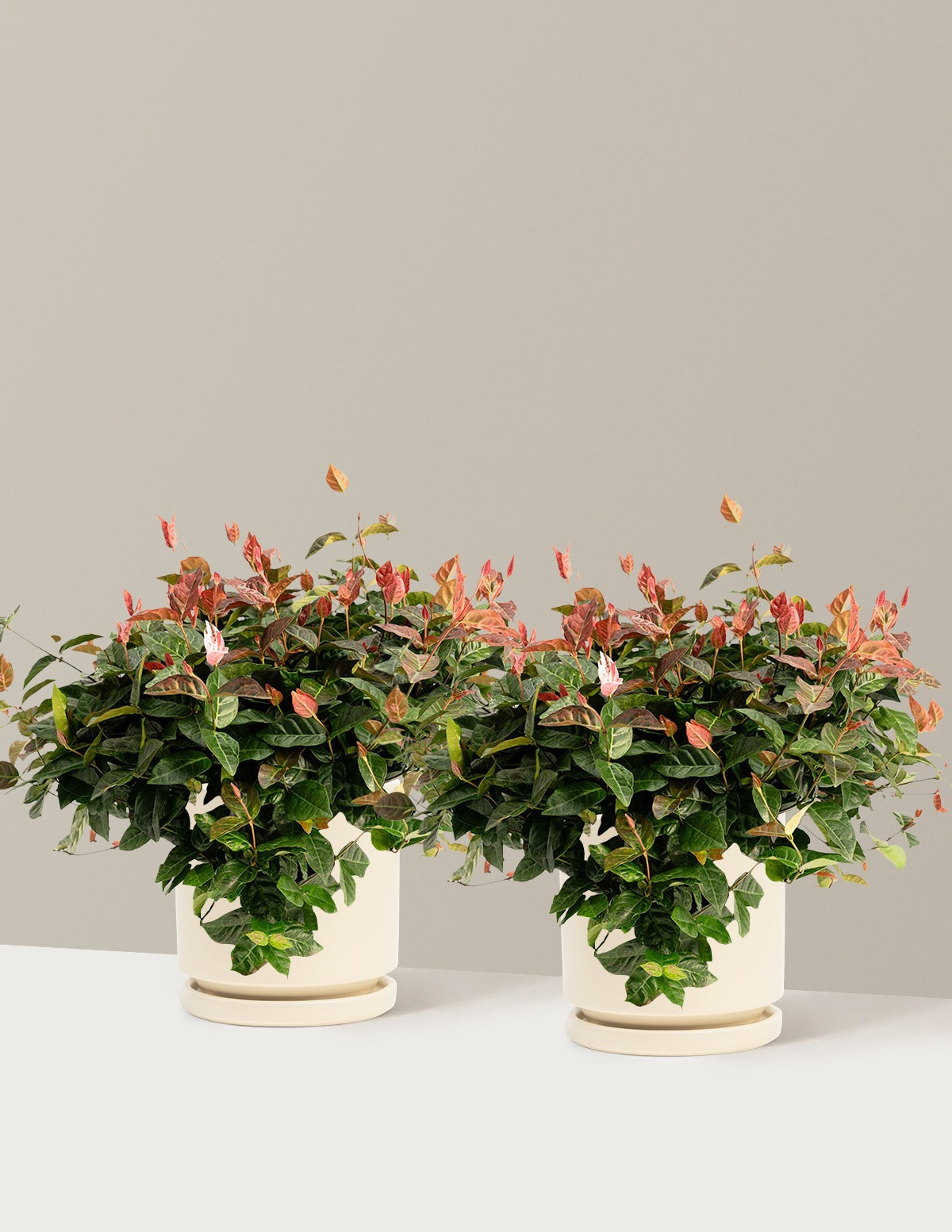 Snow-N-SummerTM Asiatic Jasmine
