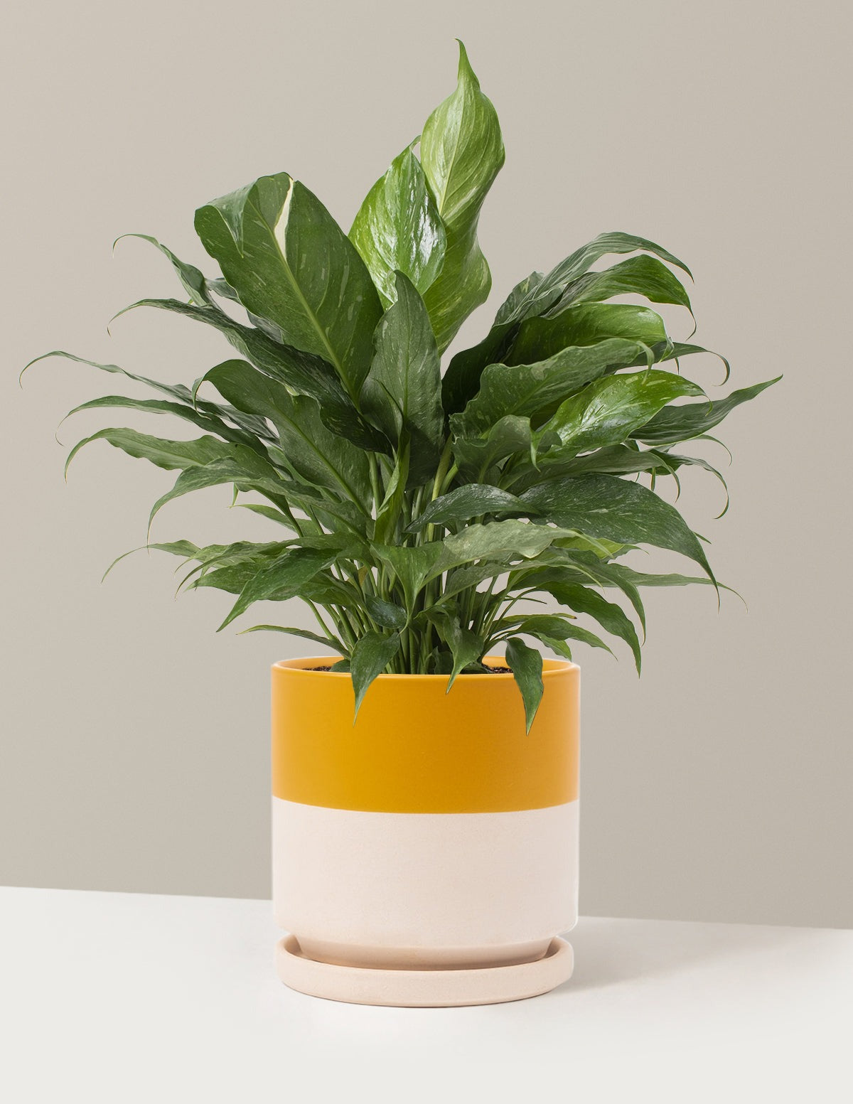 Peace Lily Domino