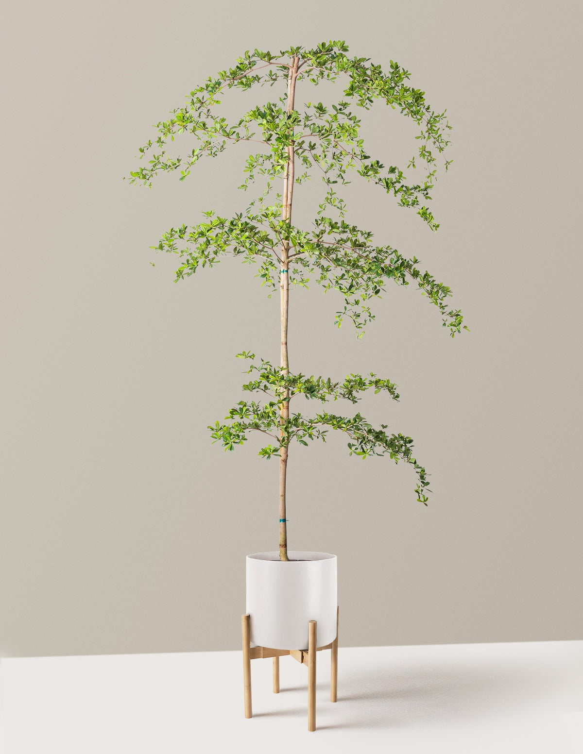 Black Olive Tree