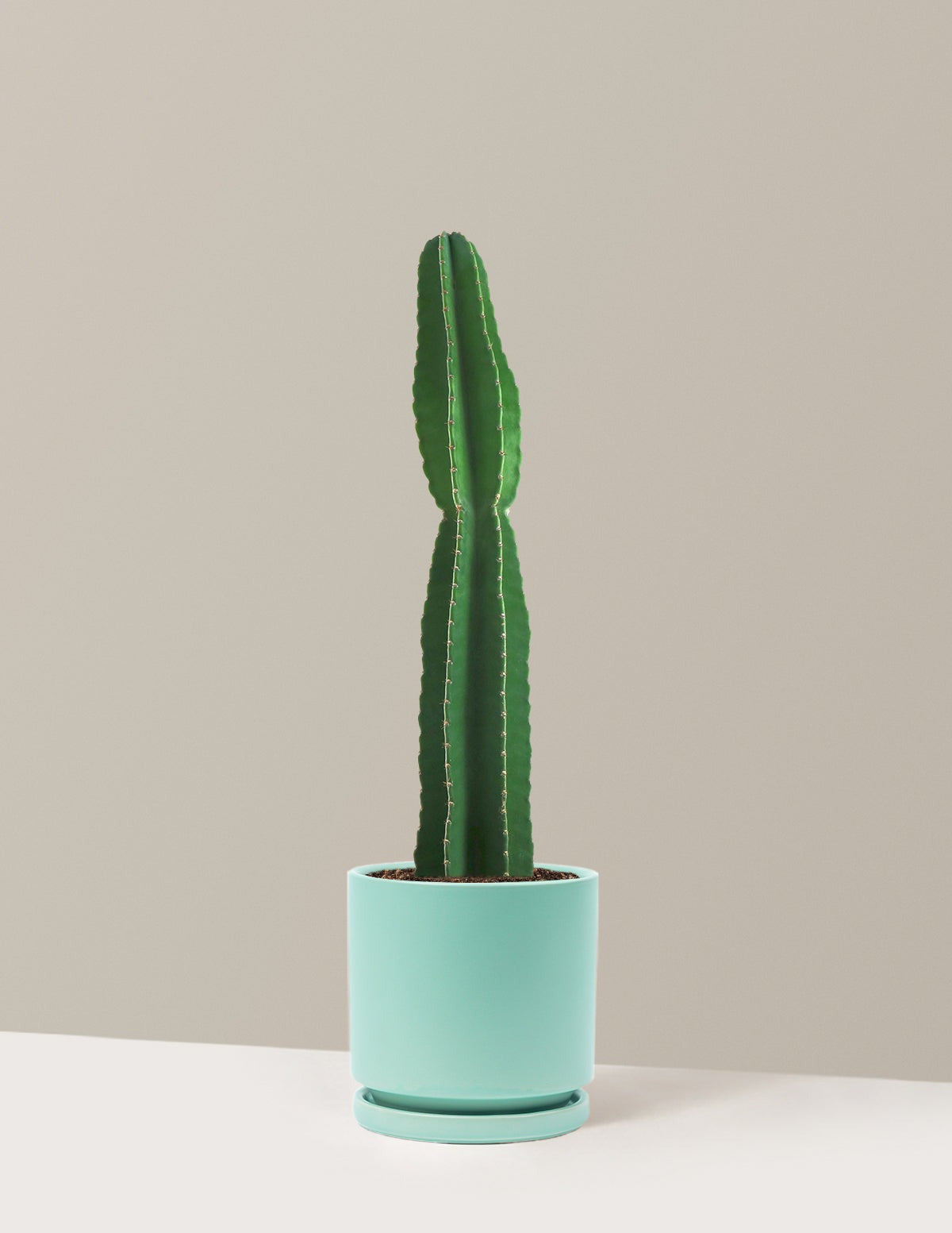 Large Peruvian Apple Cactus