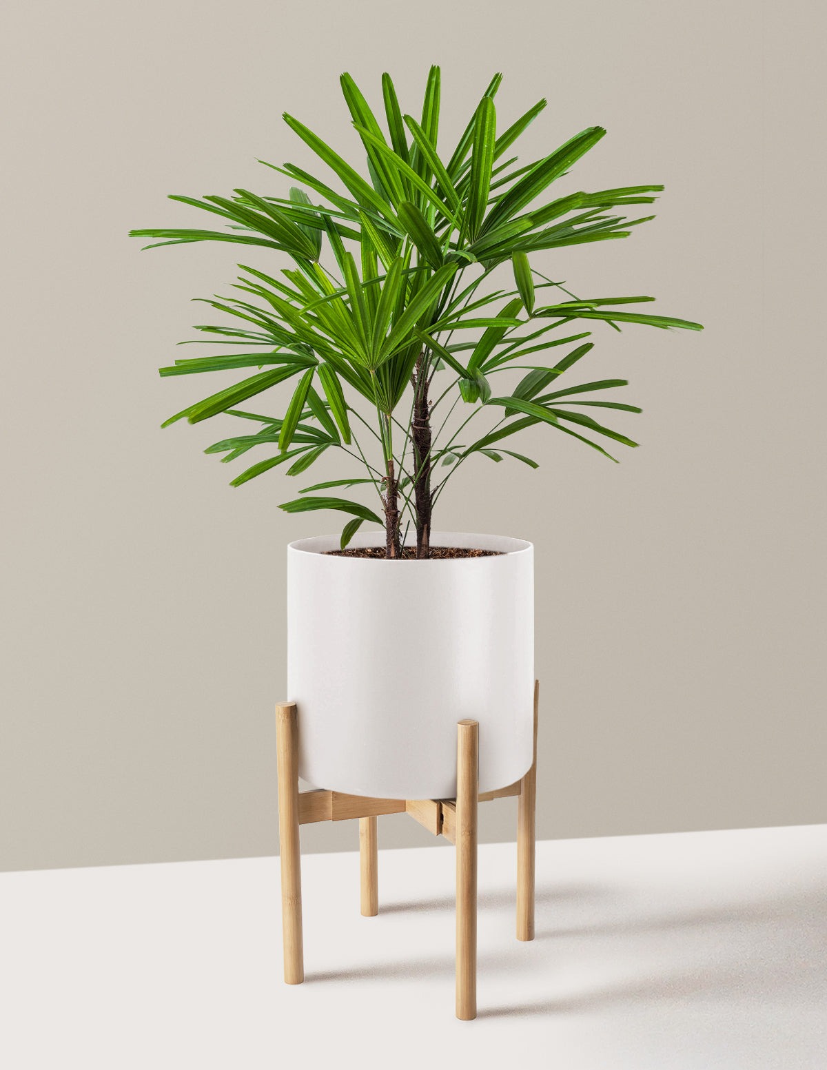 Large Lady Palm