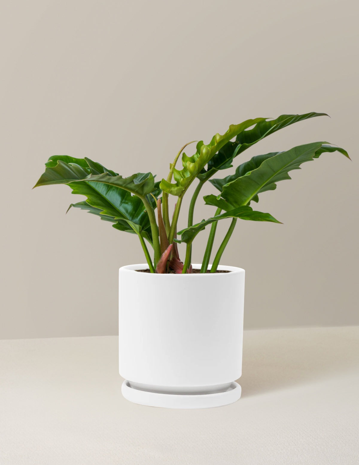 Philodendron Jungle Boogie