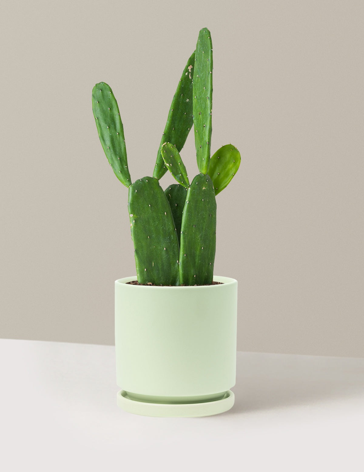 Prickly Pear Cactus