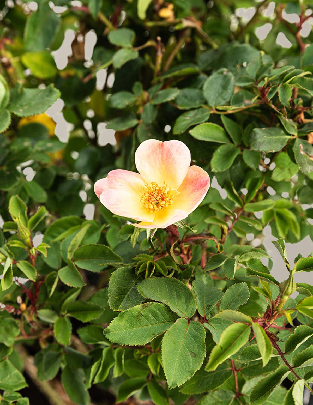 The ChampionTM Sunblush Rose