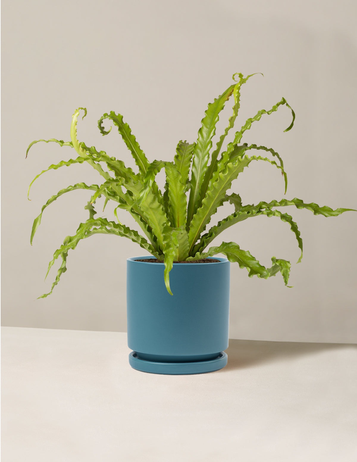 Bird's Nest Fern