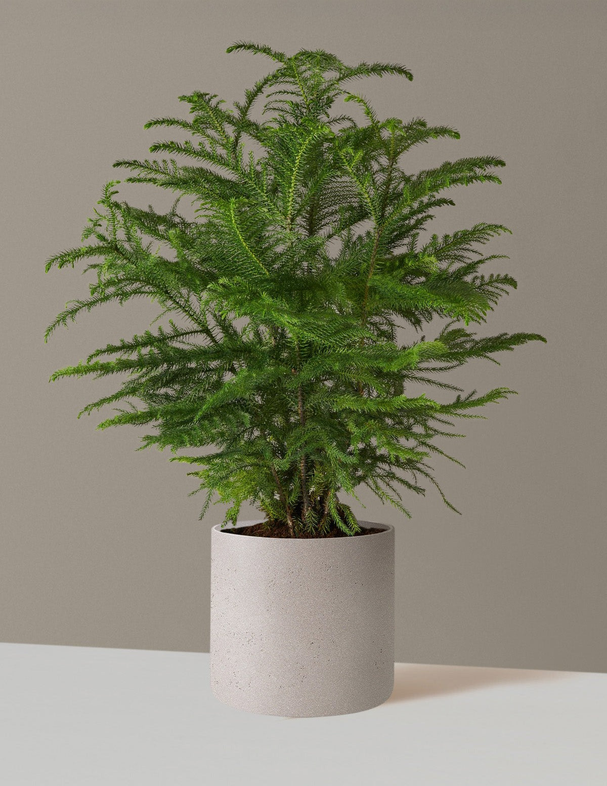 Norfolk Island Pine