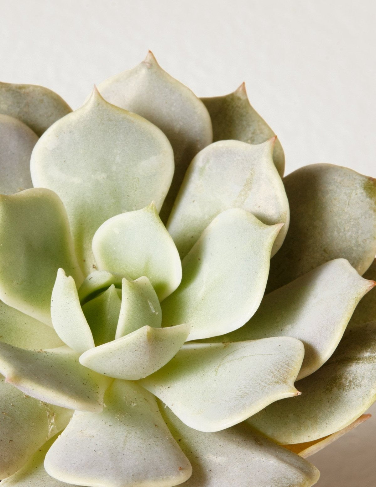 Succulent Squad Party Pack