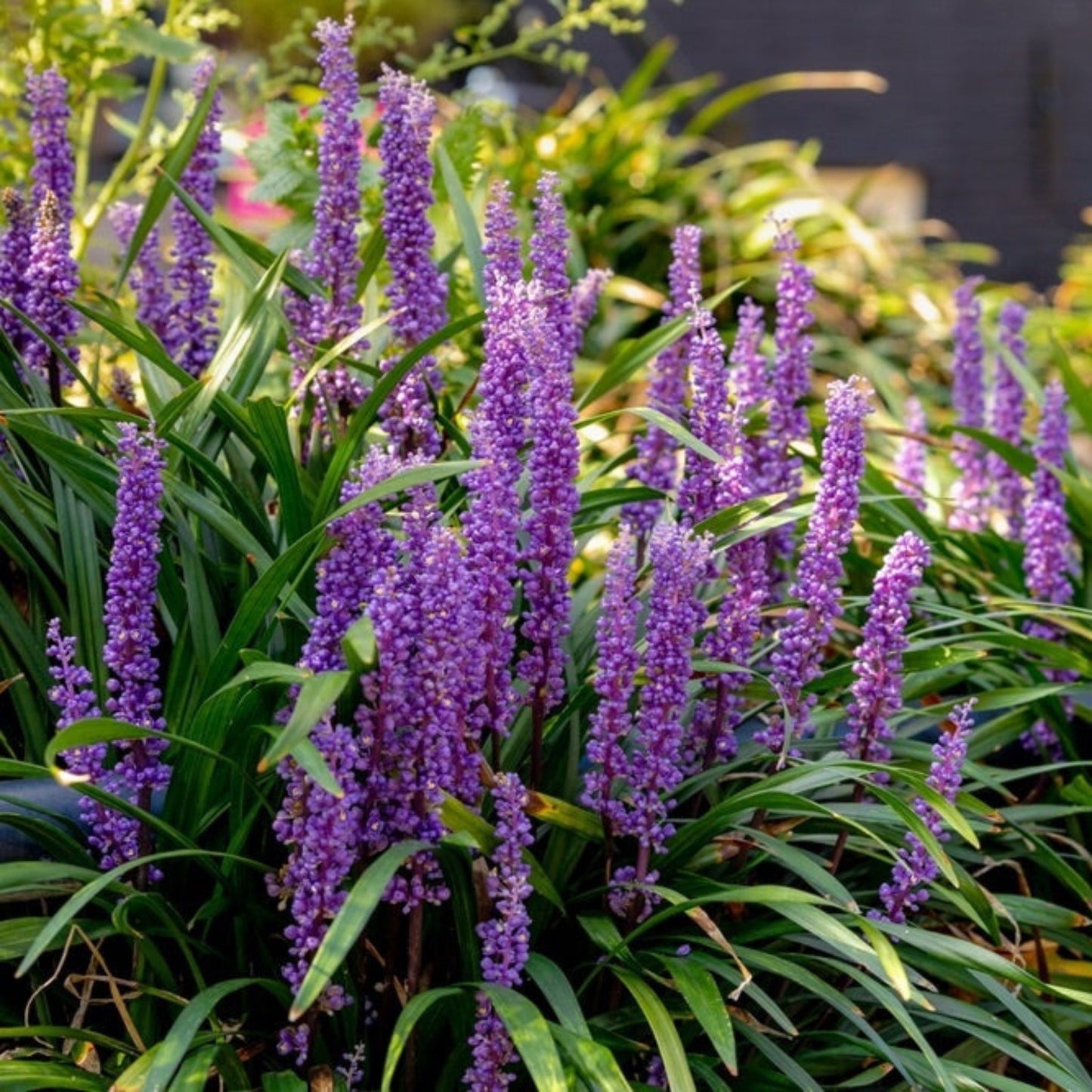 Purple ExplosionTM Lilyturf