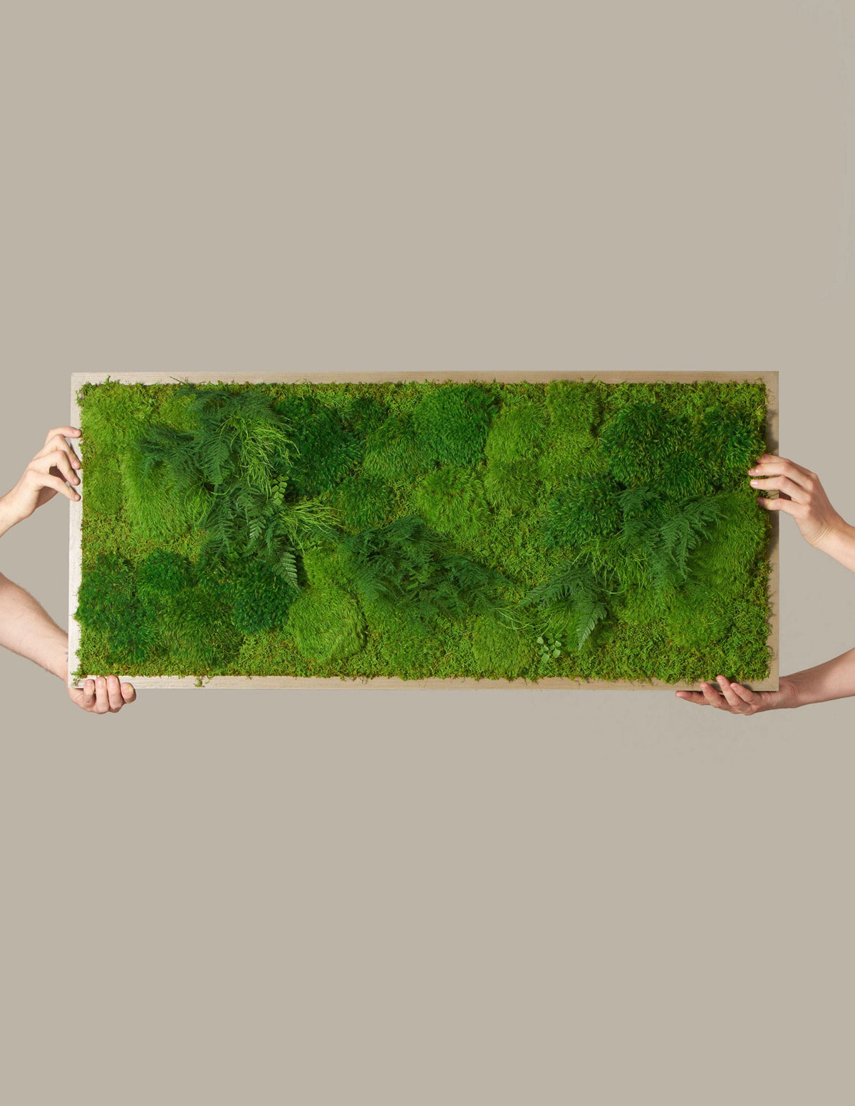 Medium Preserved Living Wall