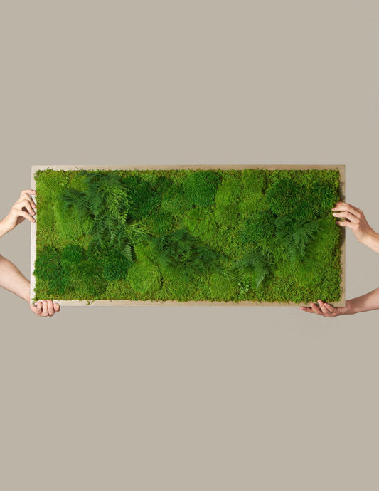 Medium Preserved Living Wall