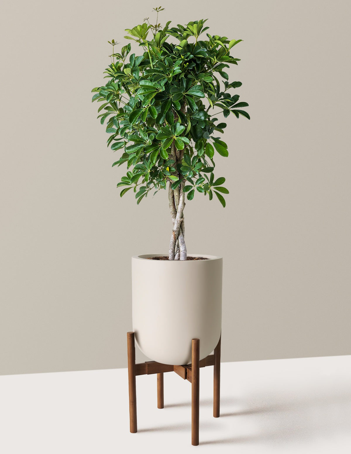 Schefflera Arboricola Braid
