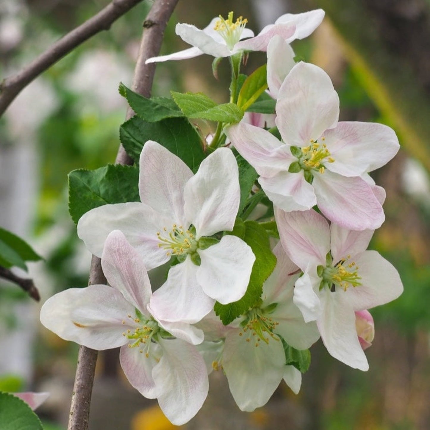 HoneycrispTM Apple Tree
