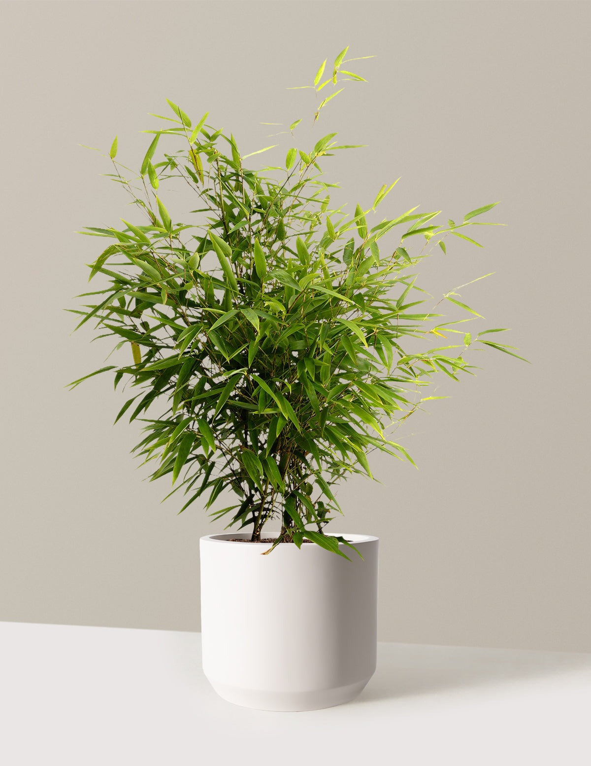 Black Bamboo