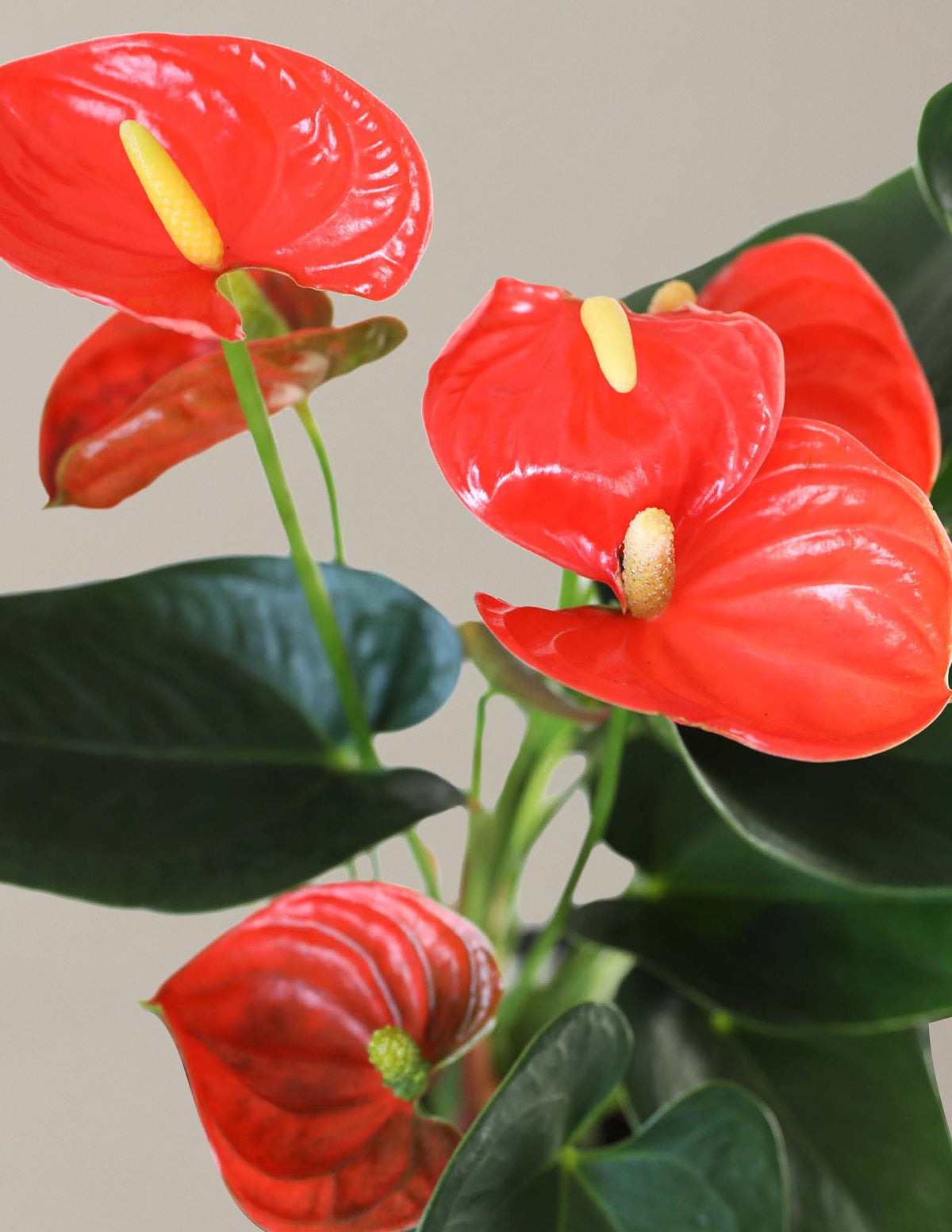 Large Double Bi-Color Anthurium