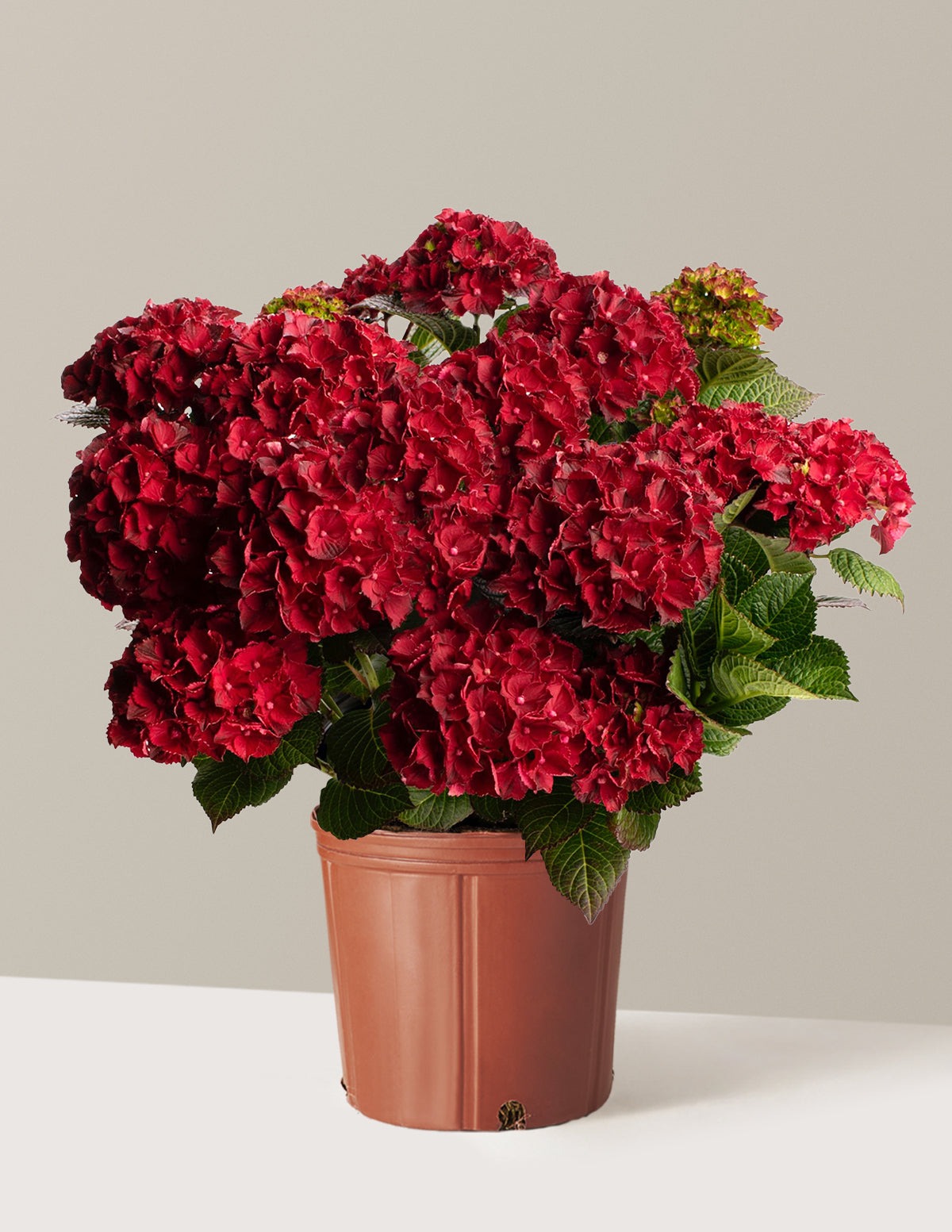 Cherry-Go-Round® Hydrangea
