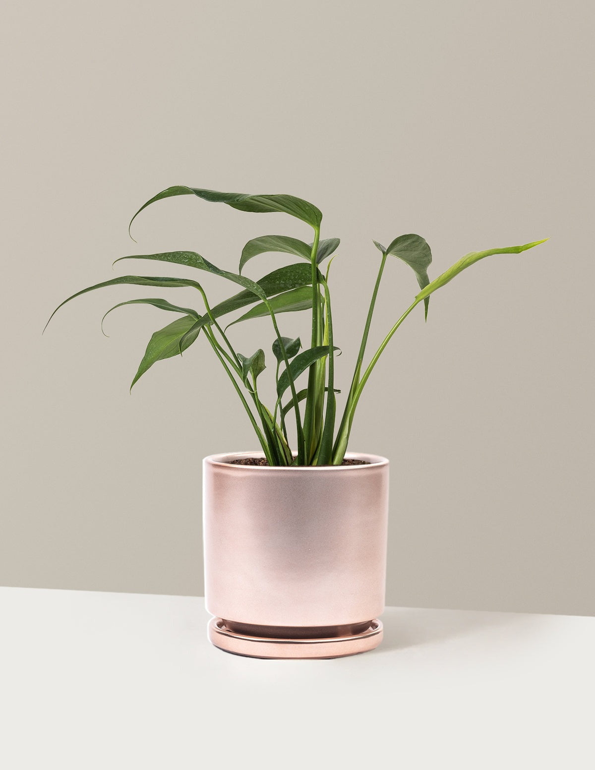 Monstera Burle Marx Flame