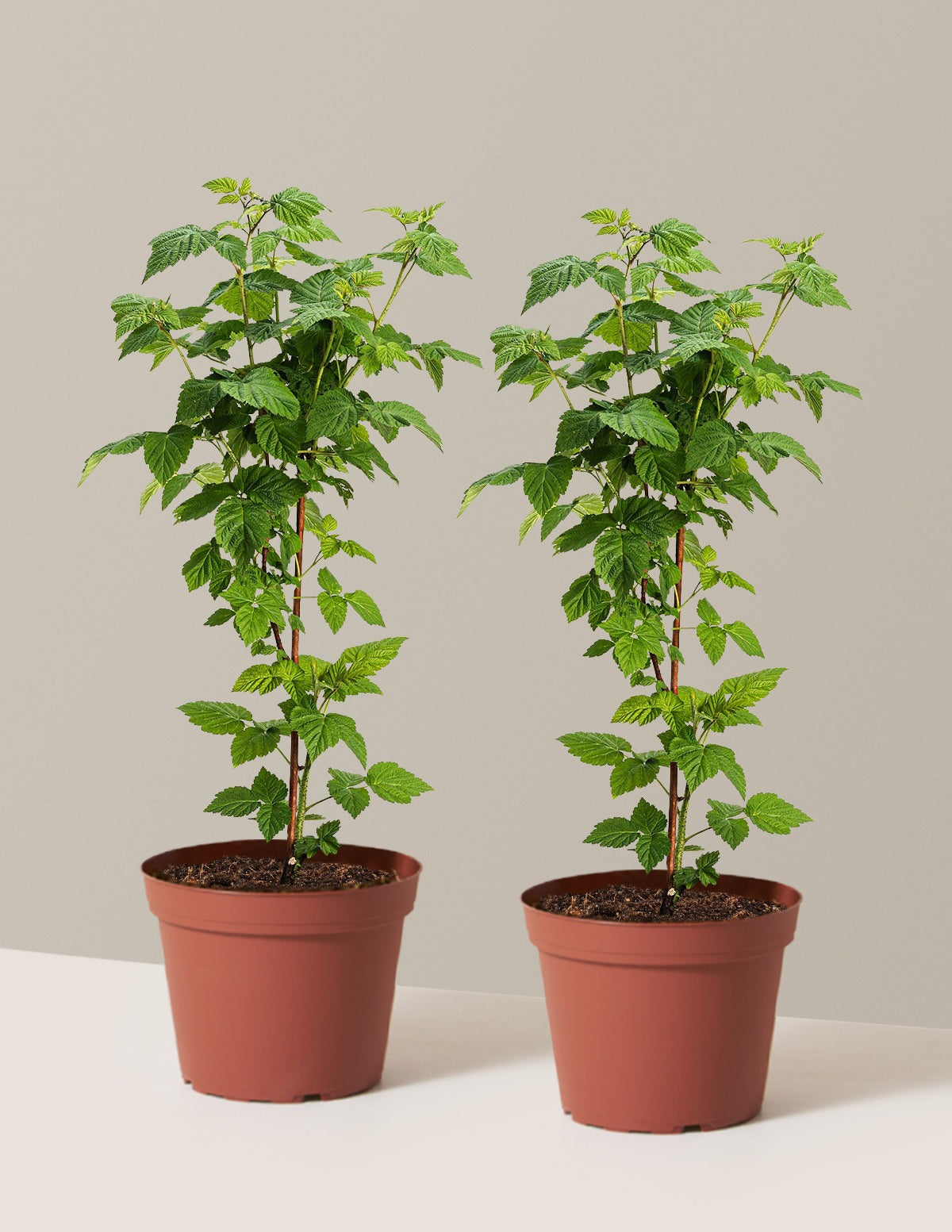Nova Red Raspberry Plant