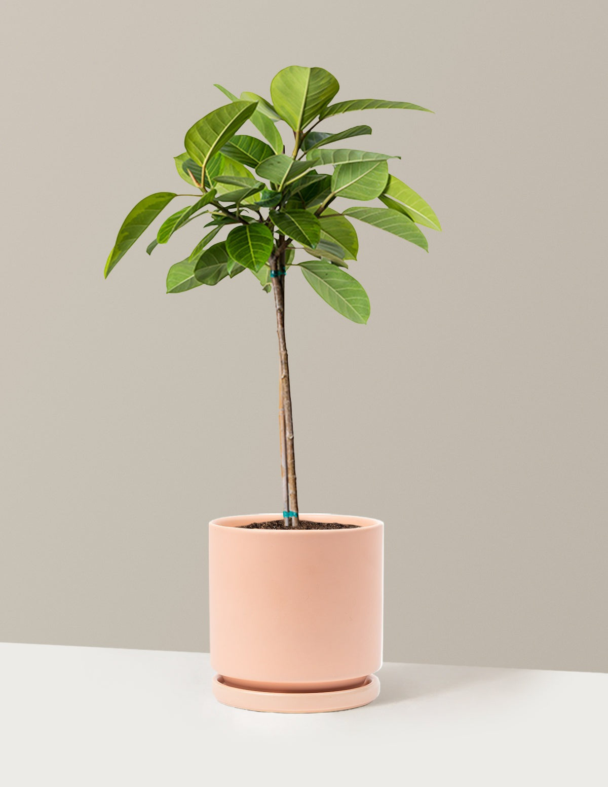 Large Ficus Altissima Tree